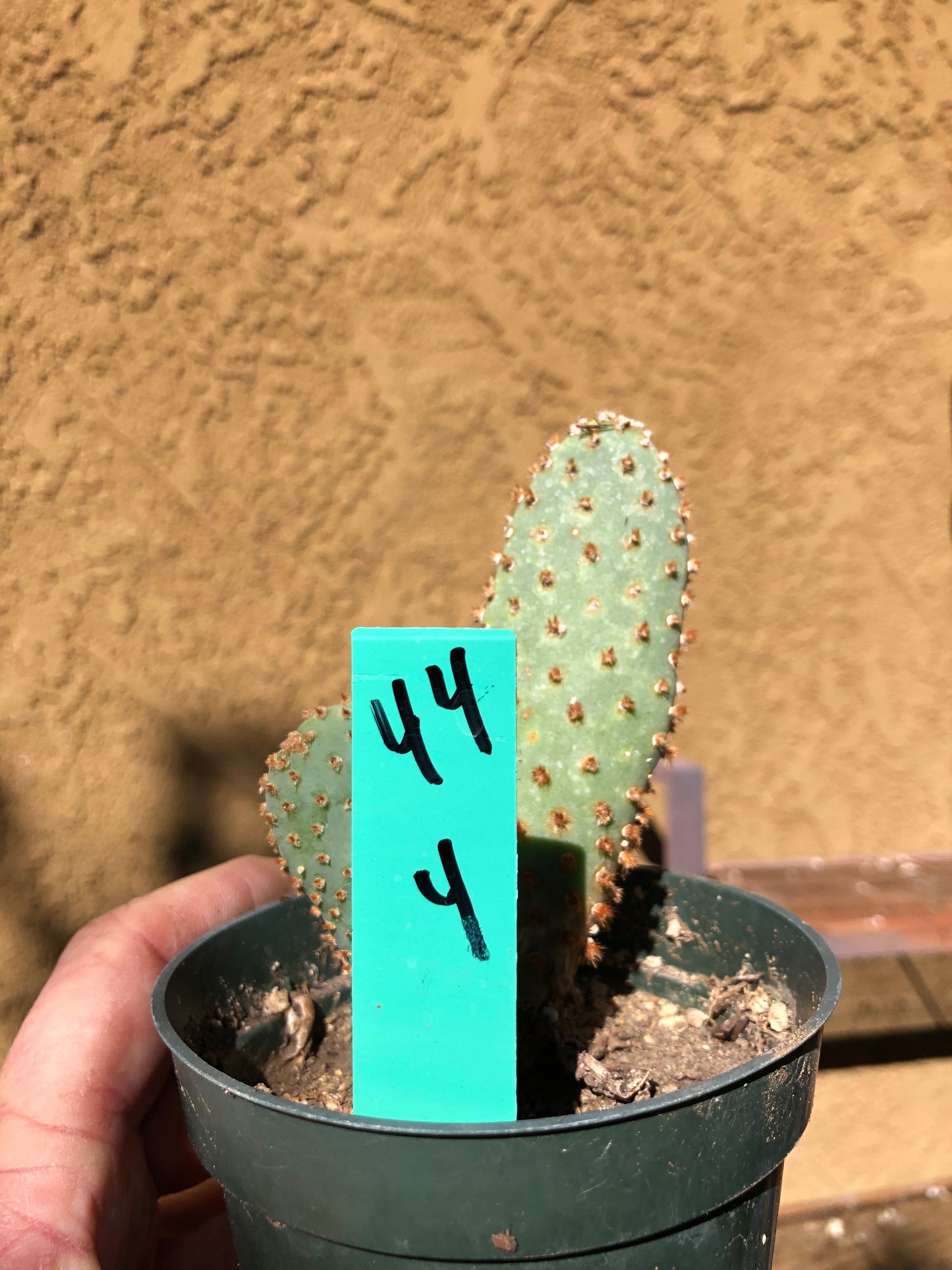 Opuntia Basilaris Beavertail Cactus 4"Tall #44G