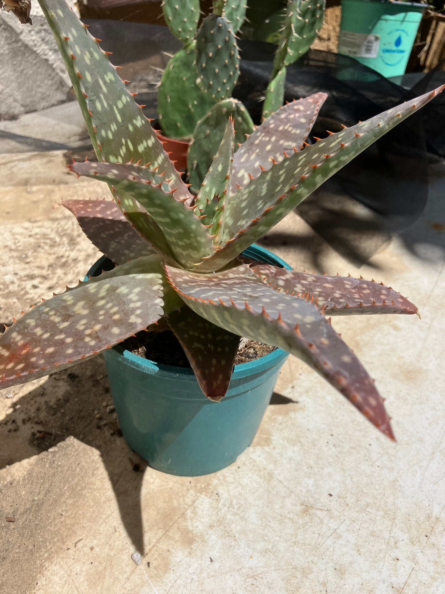 Aloe ~maculata "Soap Aloe" 13" Wide #013Y