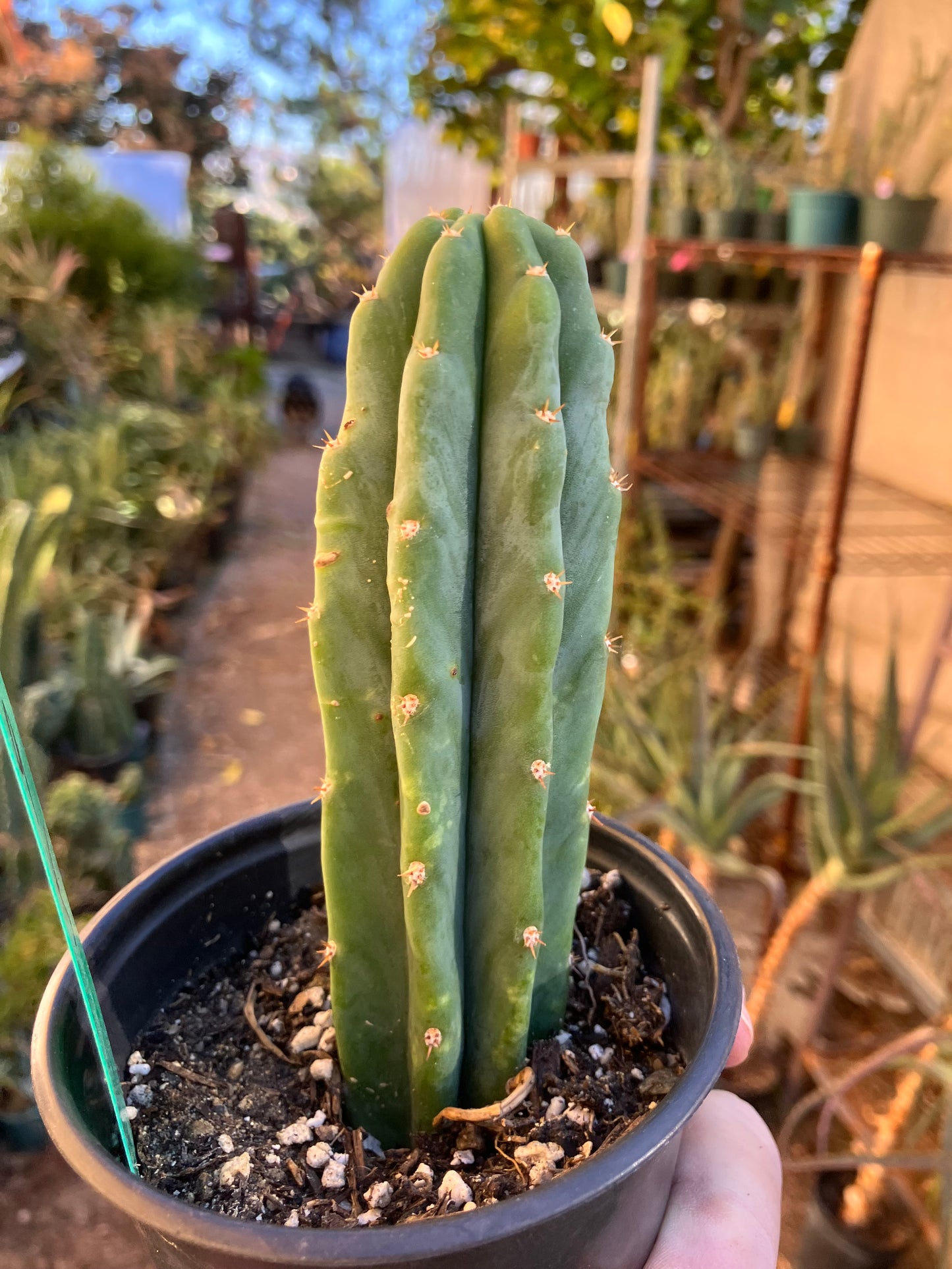 San Pedro Cactus - Trichocereus pachanoi 5"Tall #10P