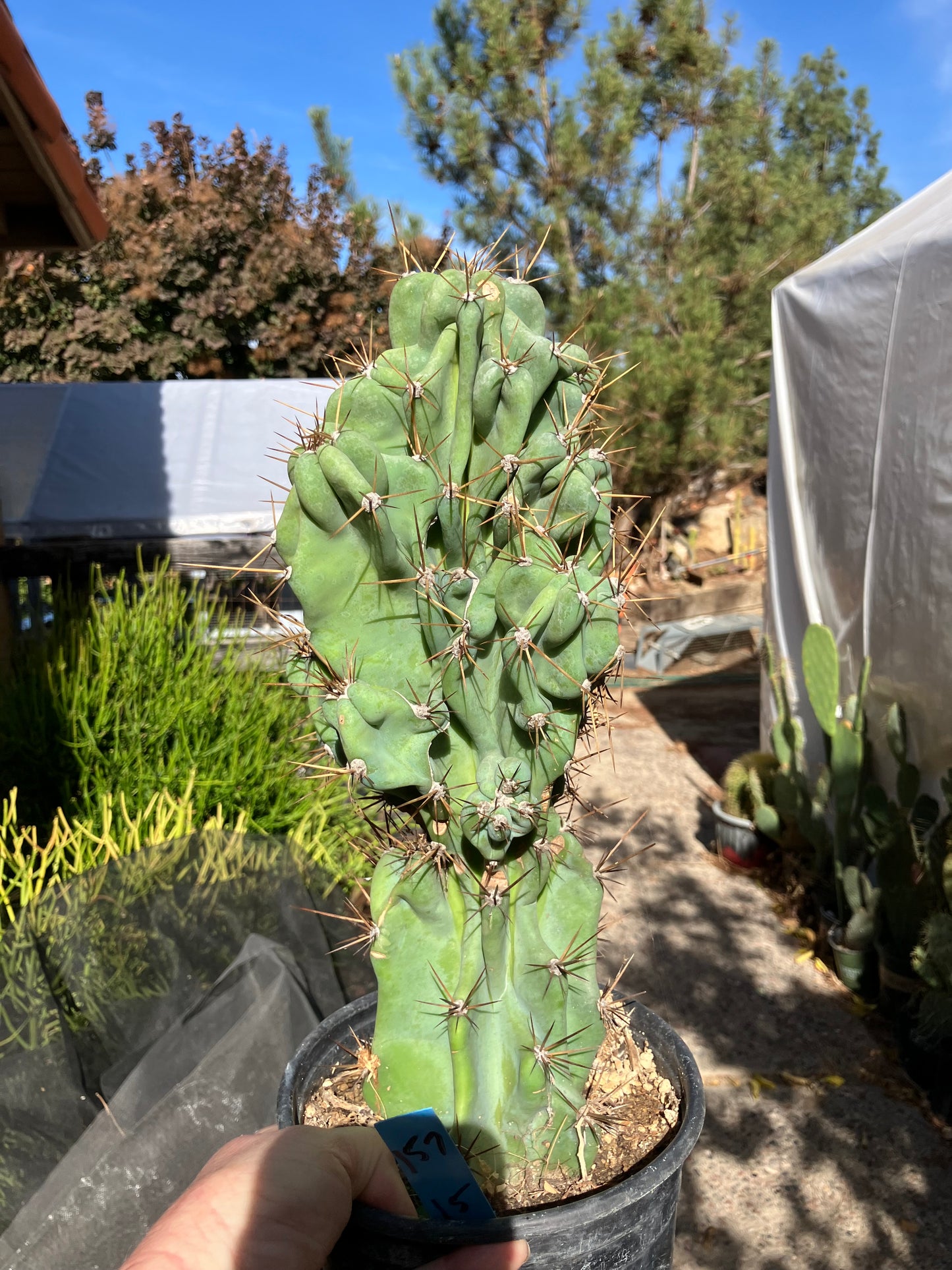 Cereus Peruvianus Monstrose Night Blooming 15”Tall #157B