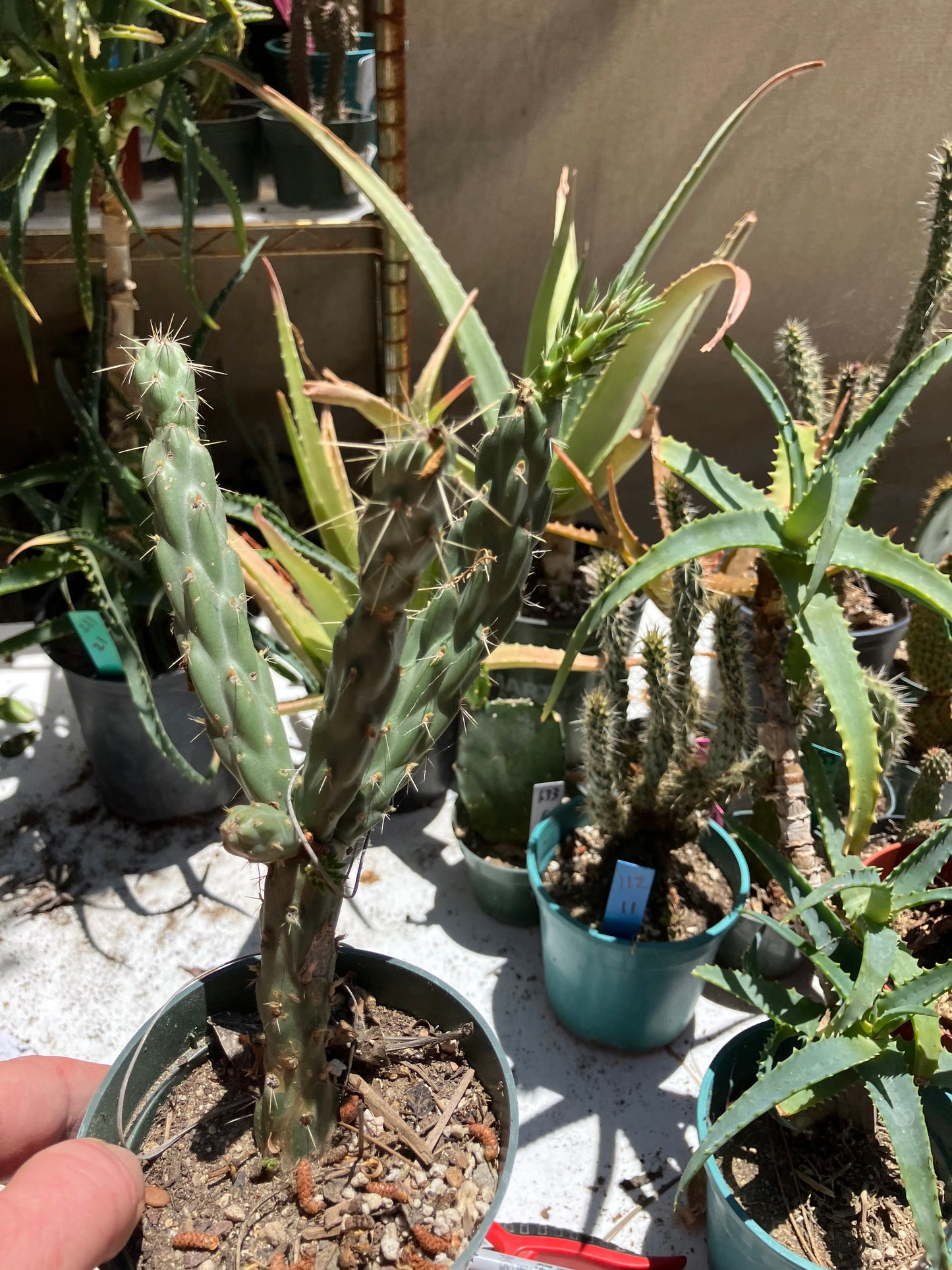 Cholla Cylindropuntia  Buckhorn  Cactus 7.5”Tall #75W