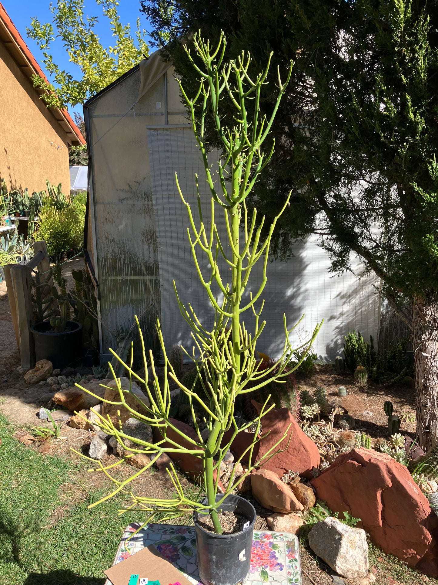 Euphorbia tirucalli Pencil Cactus/Succulent 46"Tall 20"Wide #29W