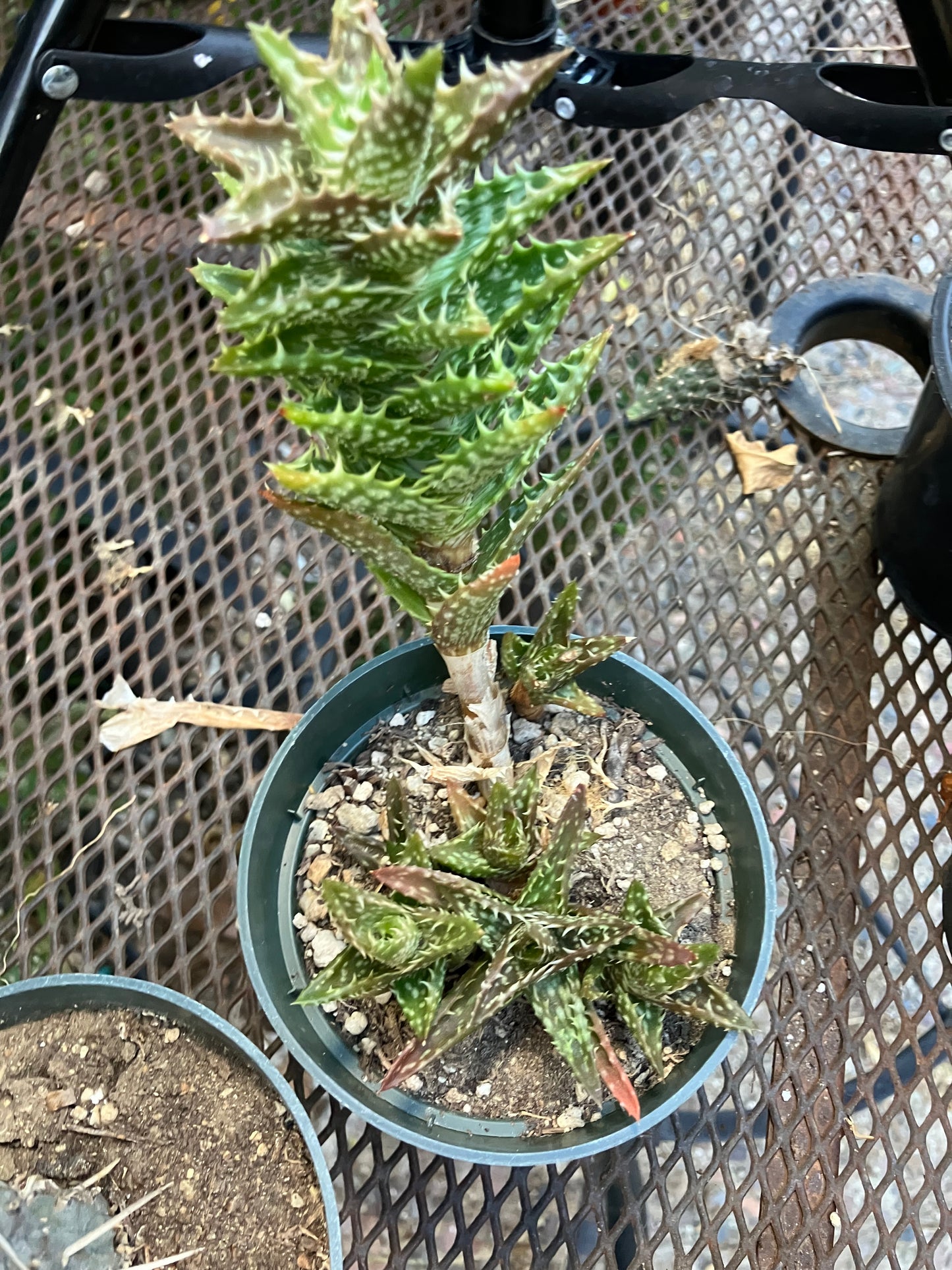 Aloe juvenna Tiger Tooth Succulent 6"Tall #6B