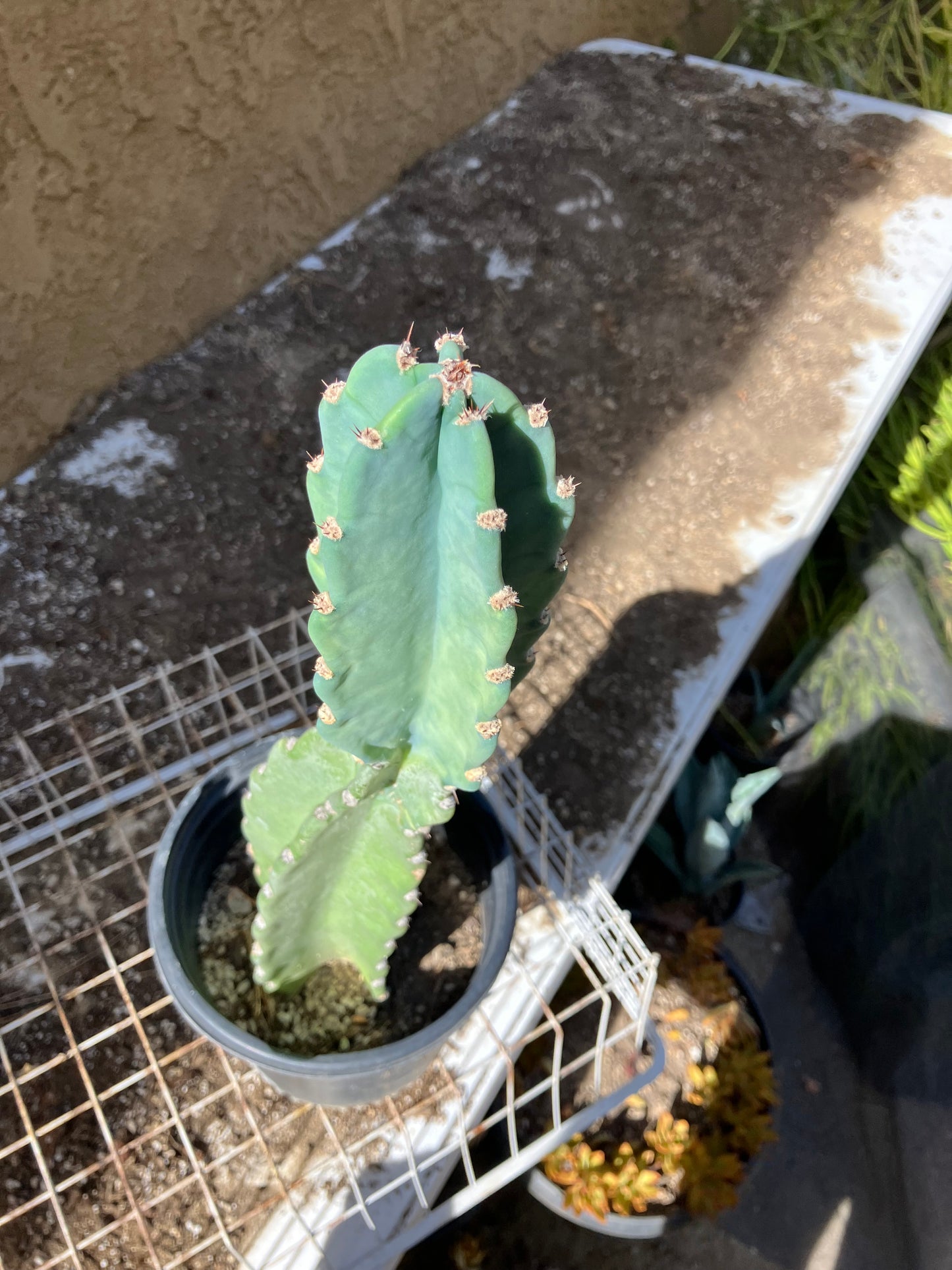 Cereus Peruvianus  Night Blooming 16"Tall#166W