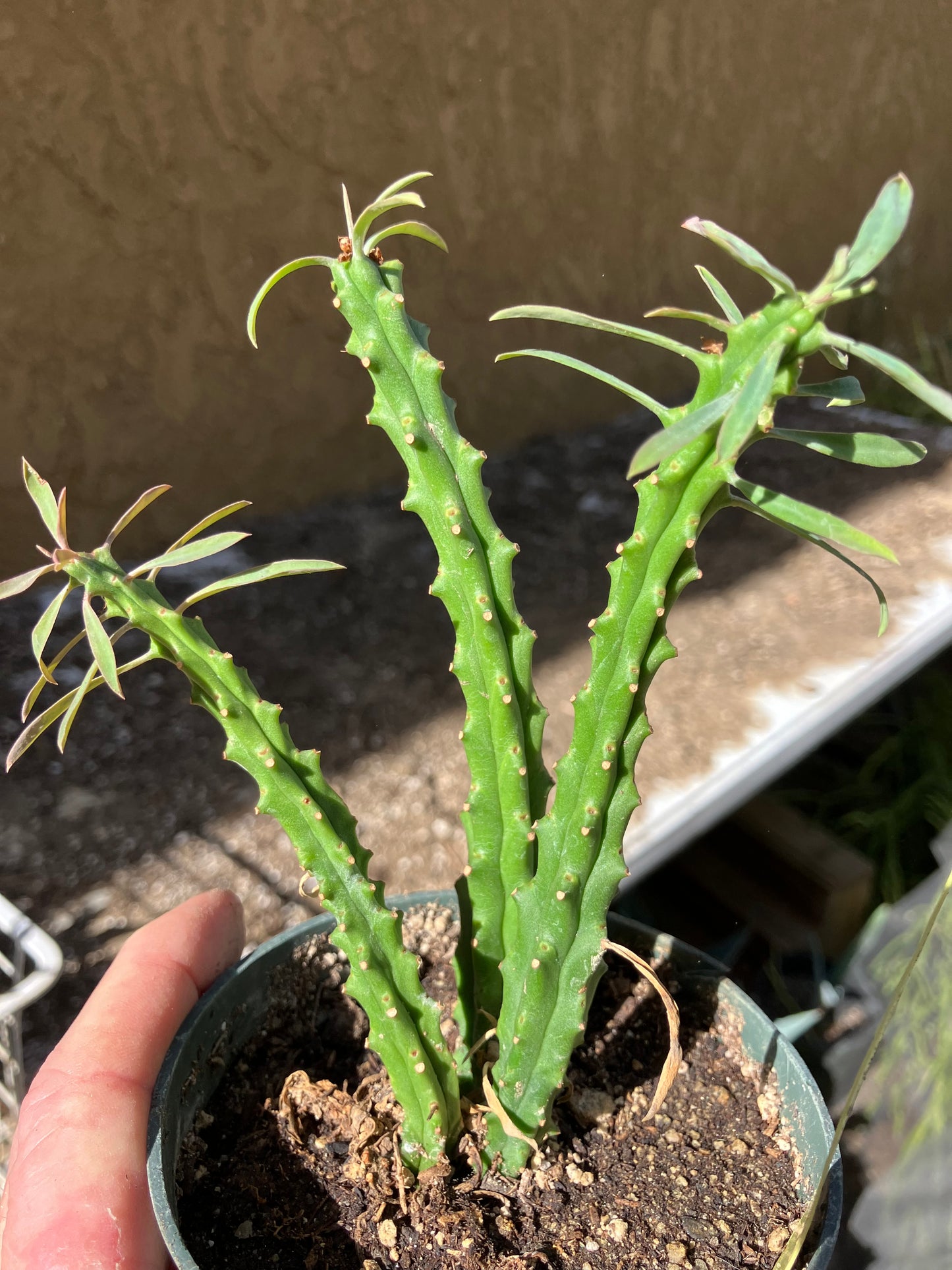 Euphorbia loricata African Palm Tree 5"Tall #15Y