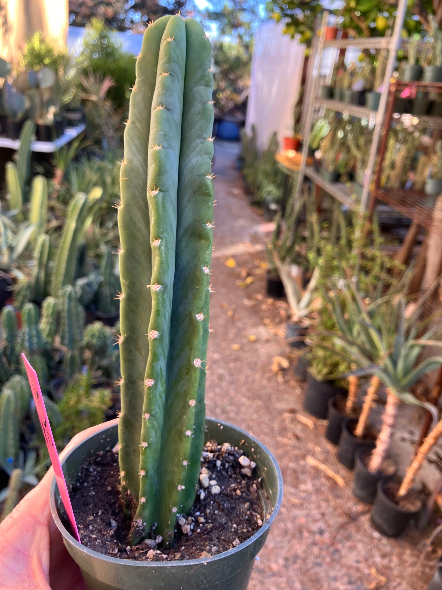 San Pedro Cactus - Trichocereus pachanoi 8.5"Tall #16P