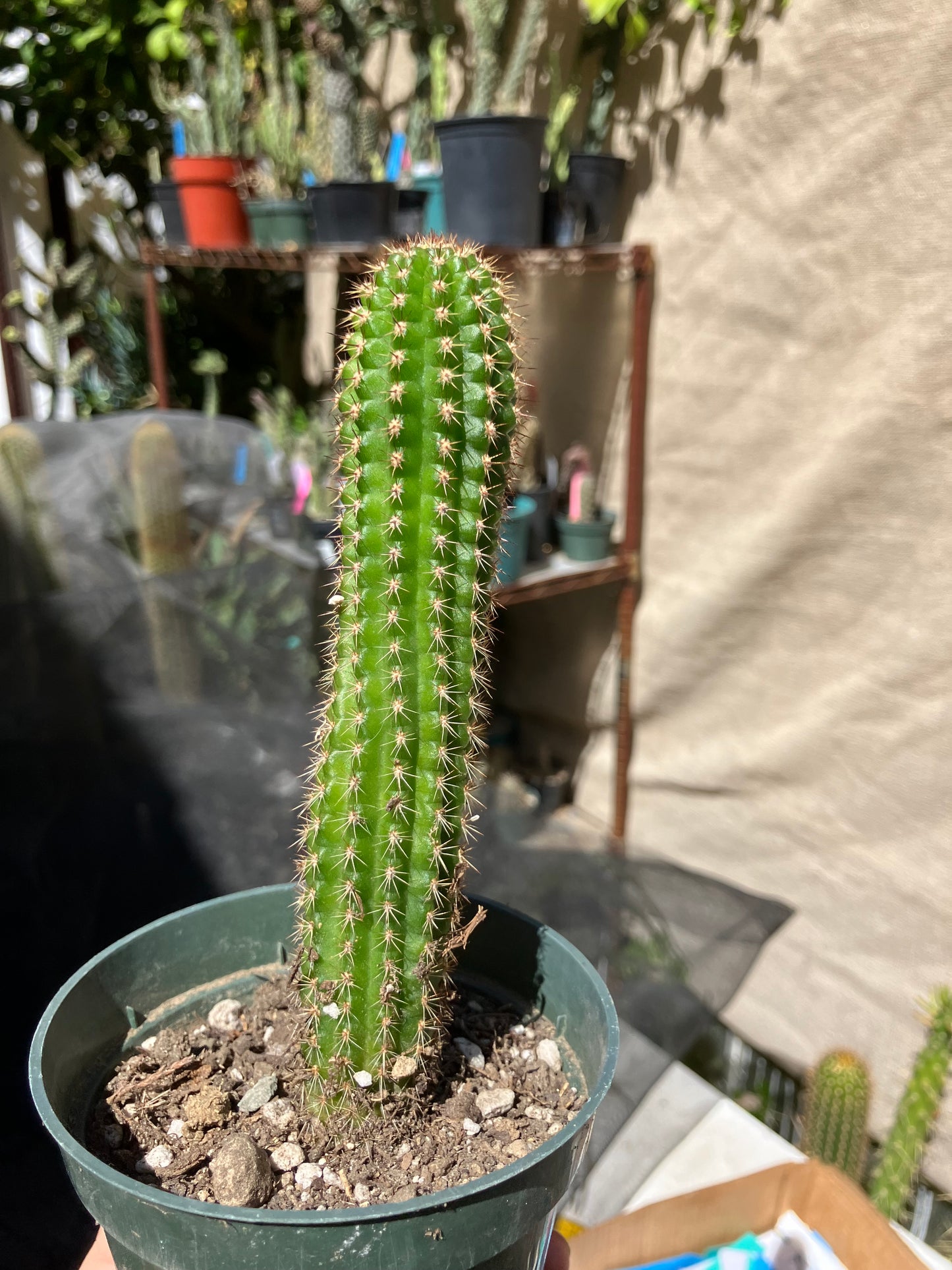 Pachycereus pecten-aboriginum
 Indian Comb Cactus 6"Tall #67B