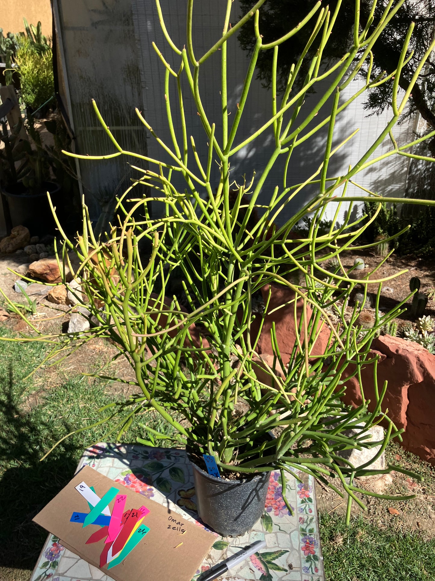 Euphorbia tirucalli Pencil Cactus/Succulent 40"Tall 27"Wide #25B