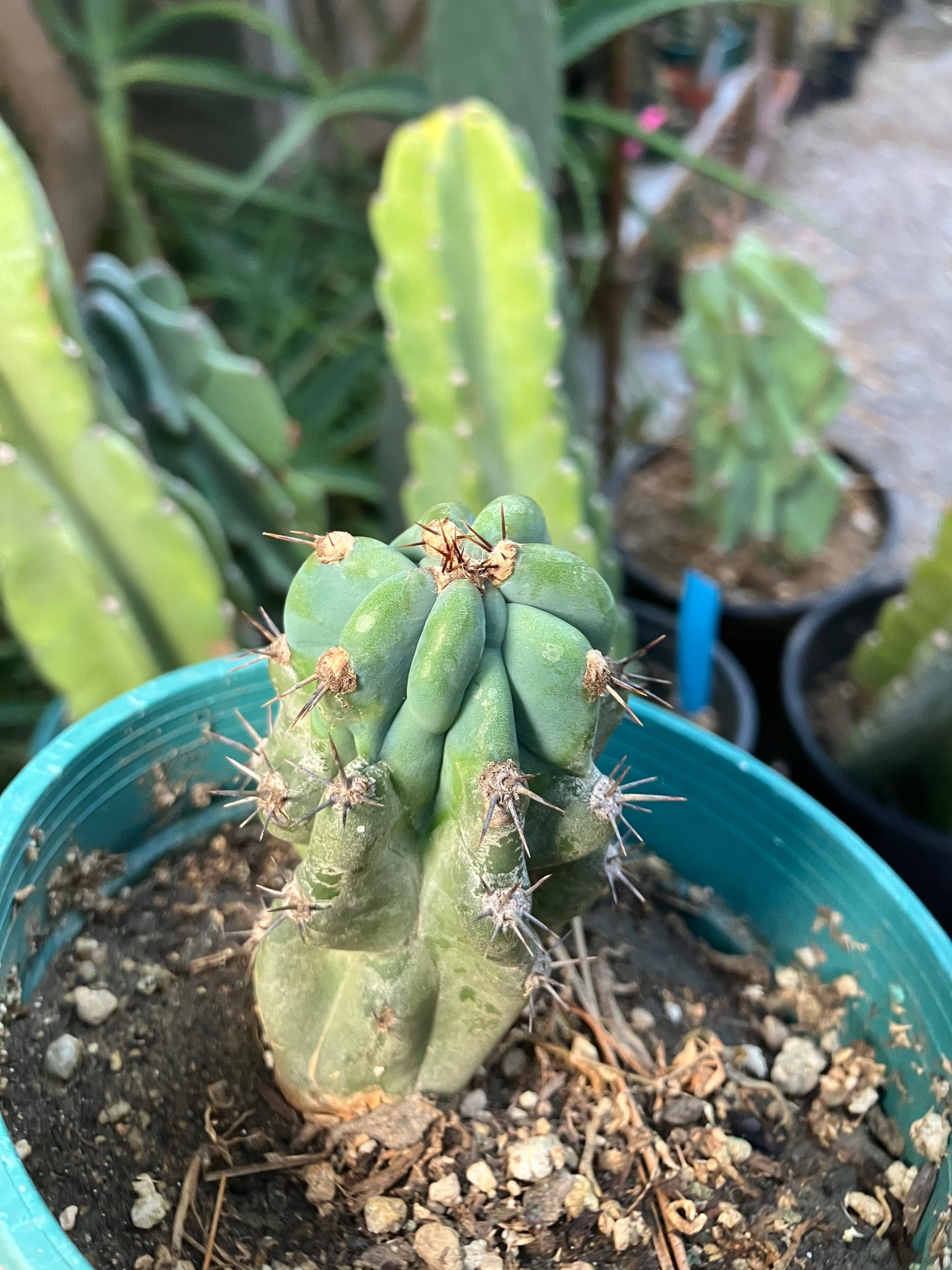 Cereus Peruvianus Monstrose Night Blooming 3.5”Tall #735W