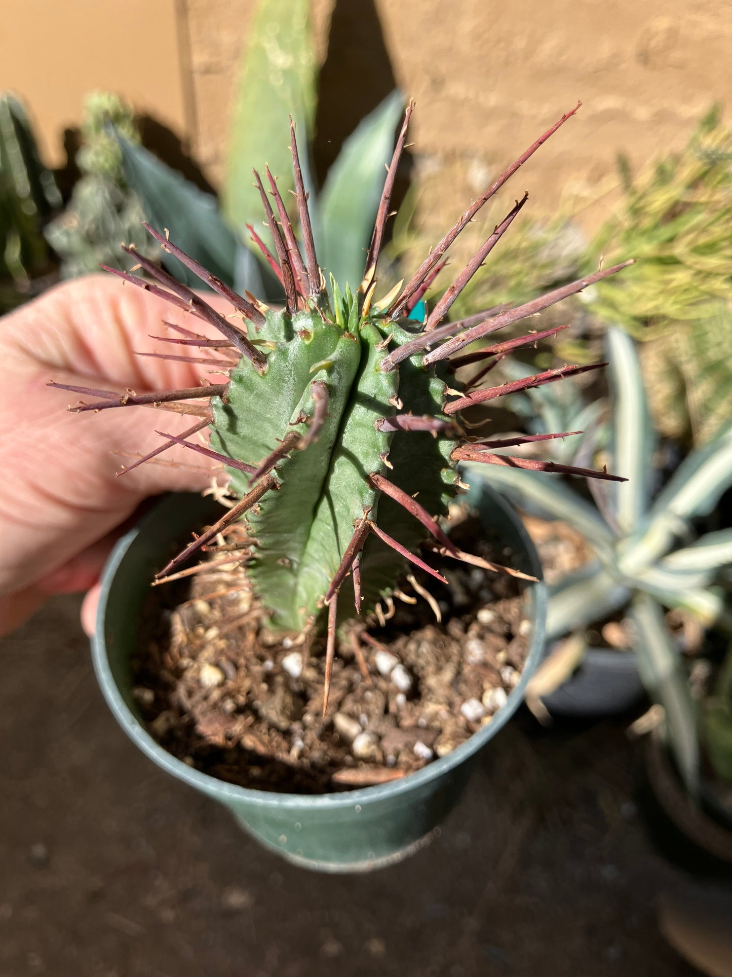 Euphorbia Horrida Noorsveldensis 4.5" Tall #30G