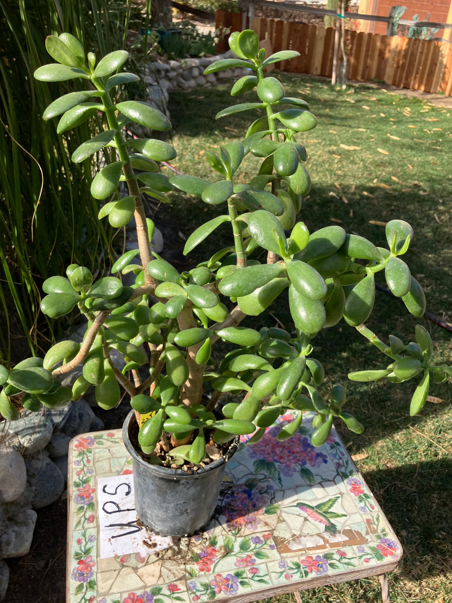 Crassula Ovata Money Jade 22”T 16"W #6Y