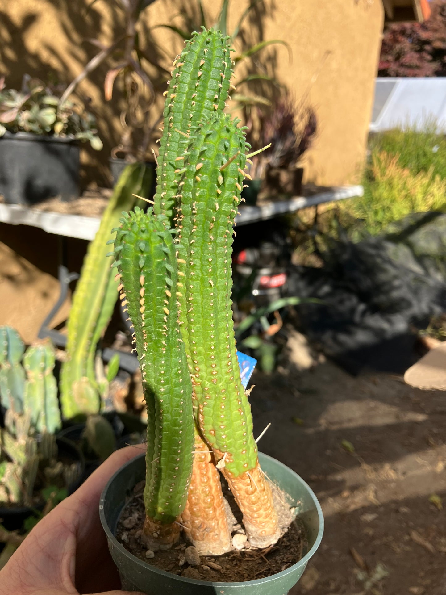 Euphorbia mammillarias Green Corn Cob 9"Tall #968B