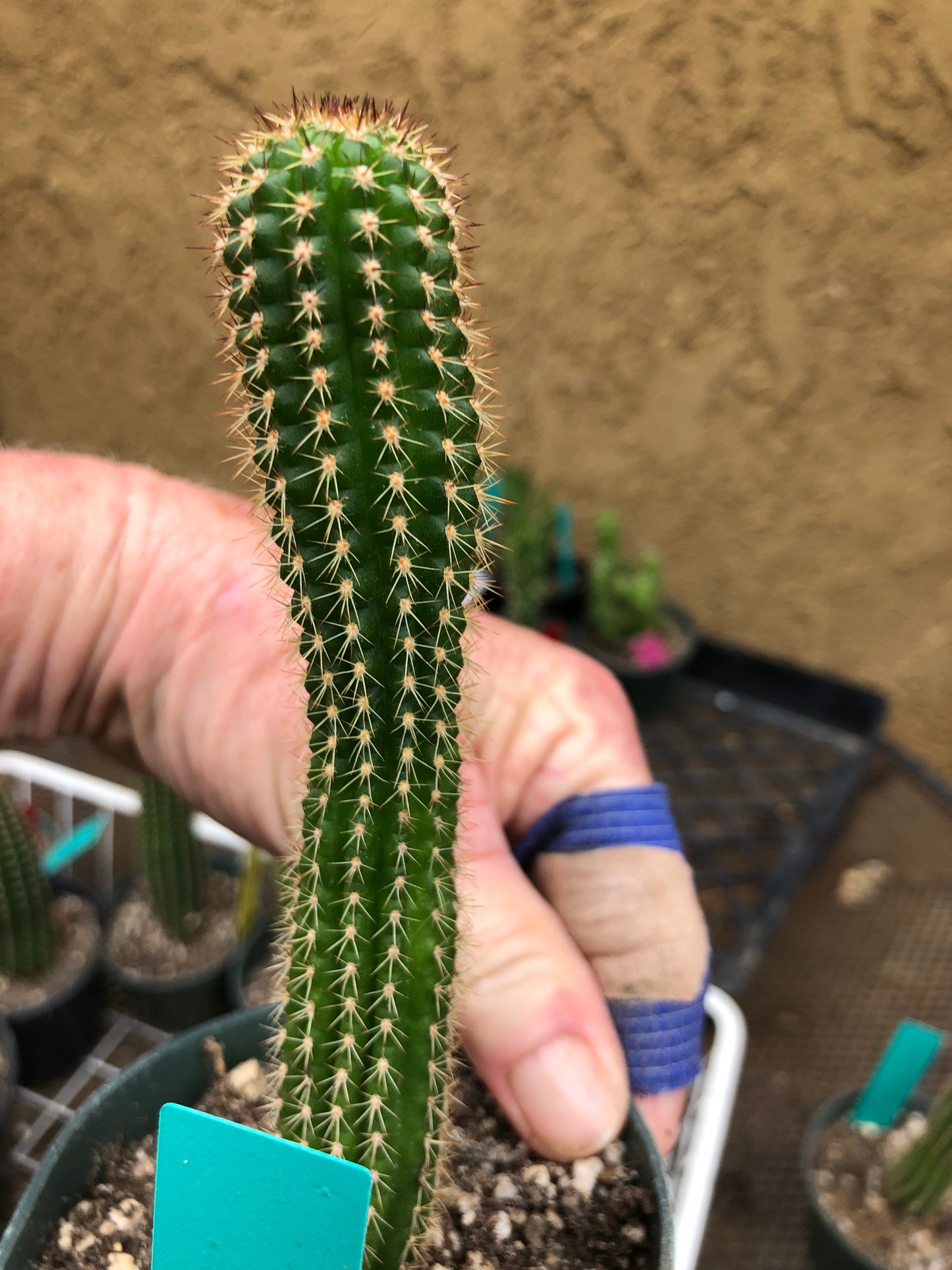 Trichocereus brevispinulosus Indian Comb Cactus 6.5"Tall #66G