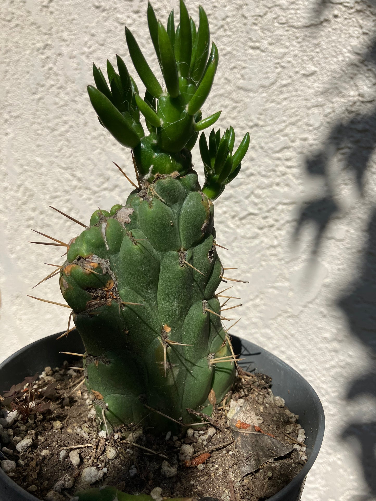 Austrocylinfdropuntia subulata monstrose Eve's Needle Cactus Crest 6"Tall  #66G