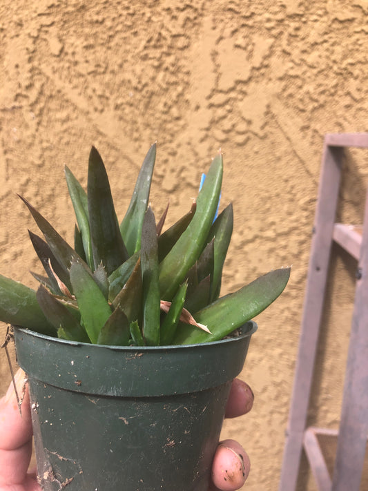 Gasteria nigricans mostruosa Succulent/Aloe 4" Wide #3B