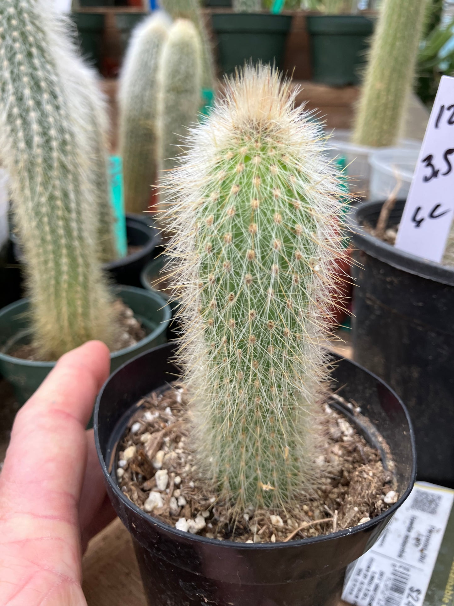 Cleistocactus tupizensis Silver Pole/Torch Cactus 3.5”Tall #53P