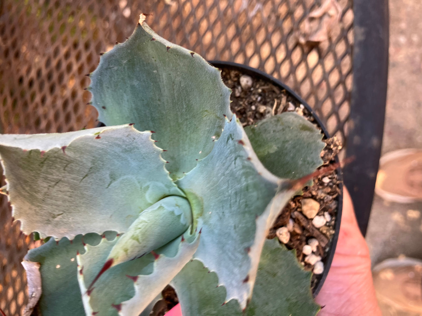 Agave Confederate Rose 4" Wide #041P