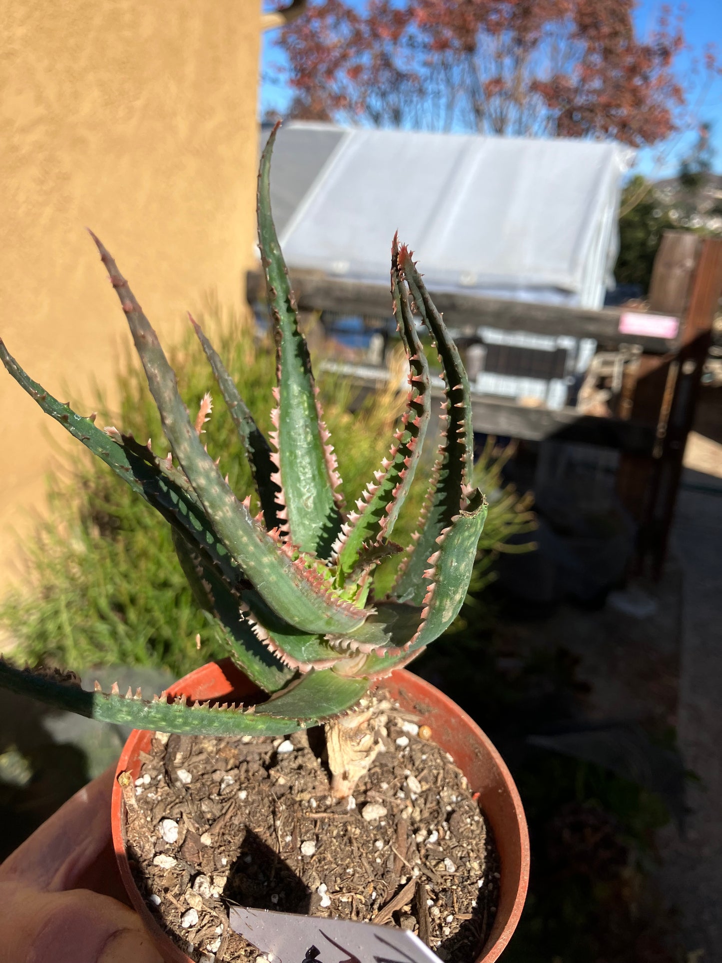 Aloe  Swordfish Succulent 7" Wide #2W