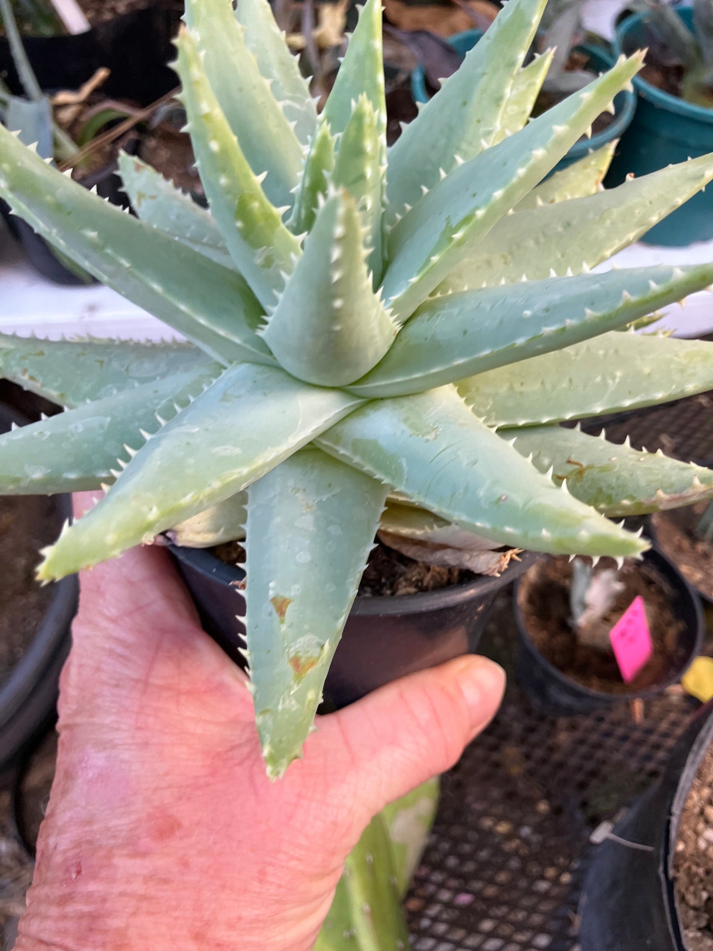 Brevifolia Succulent 5.5" Wide