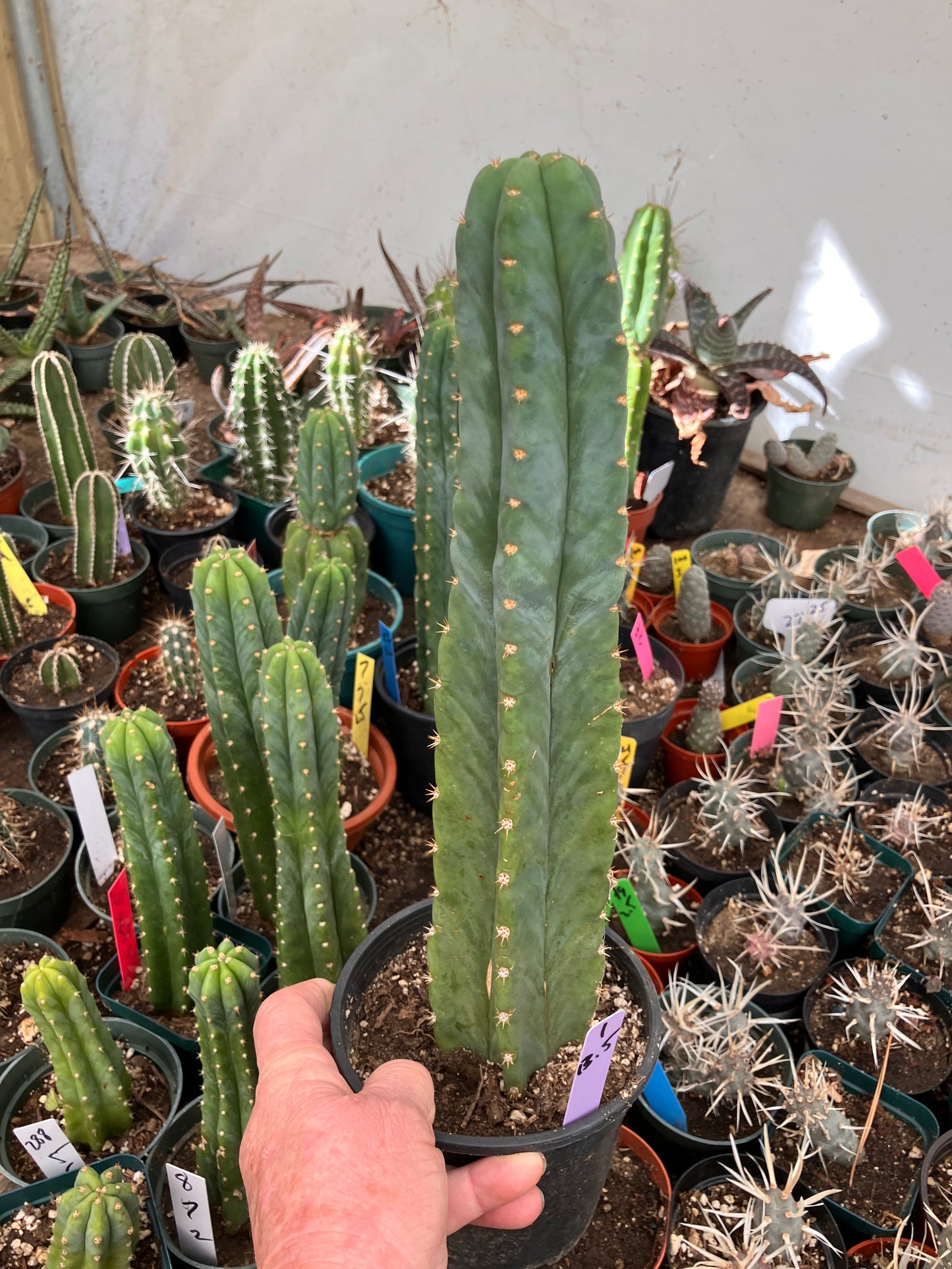 San Pedro Cactus - Trichocereus pachanoi 13.5"Tall #1Pu