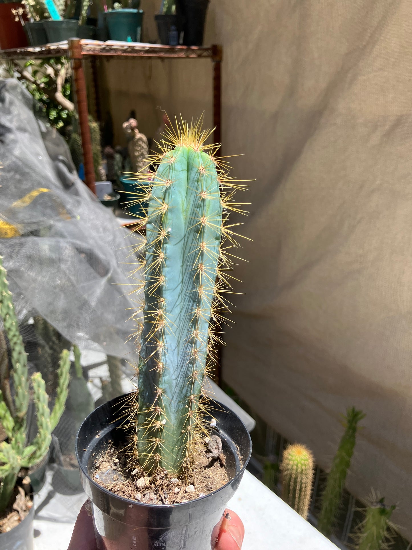 Pilosocereus Blue Azureus Cactus 7"Tall #45G