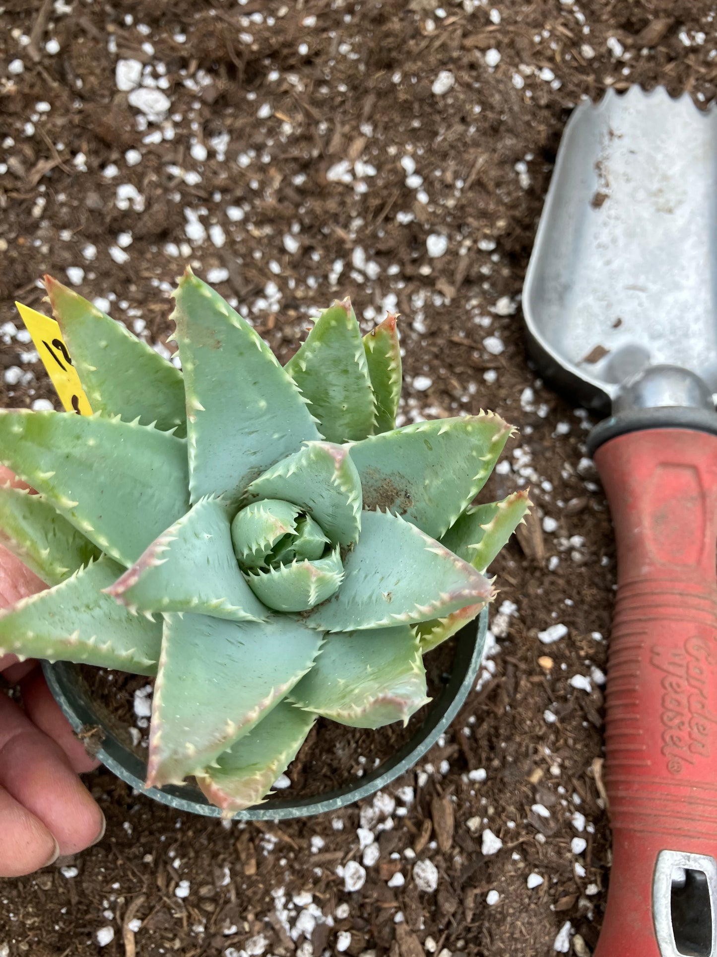 Aloe Brevifolia Short Leaf Aloe  Succulent 3.5"W 3.5"Tall #12Y