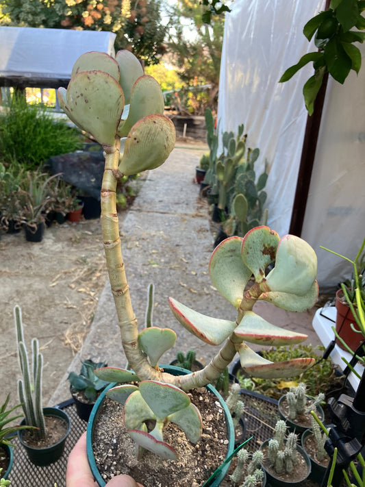 Crassula arborescens Silver Dollar 14”Tall #98G