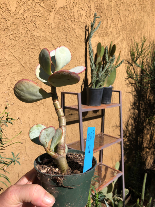 Crassula arborescens Silver Dollar 8”Tall #888B*