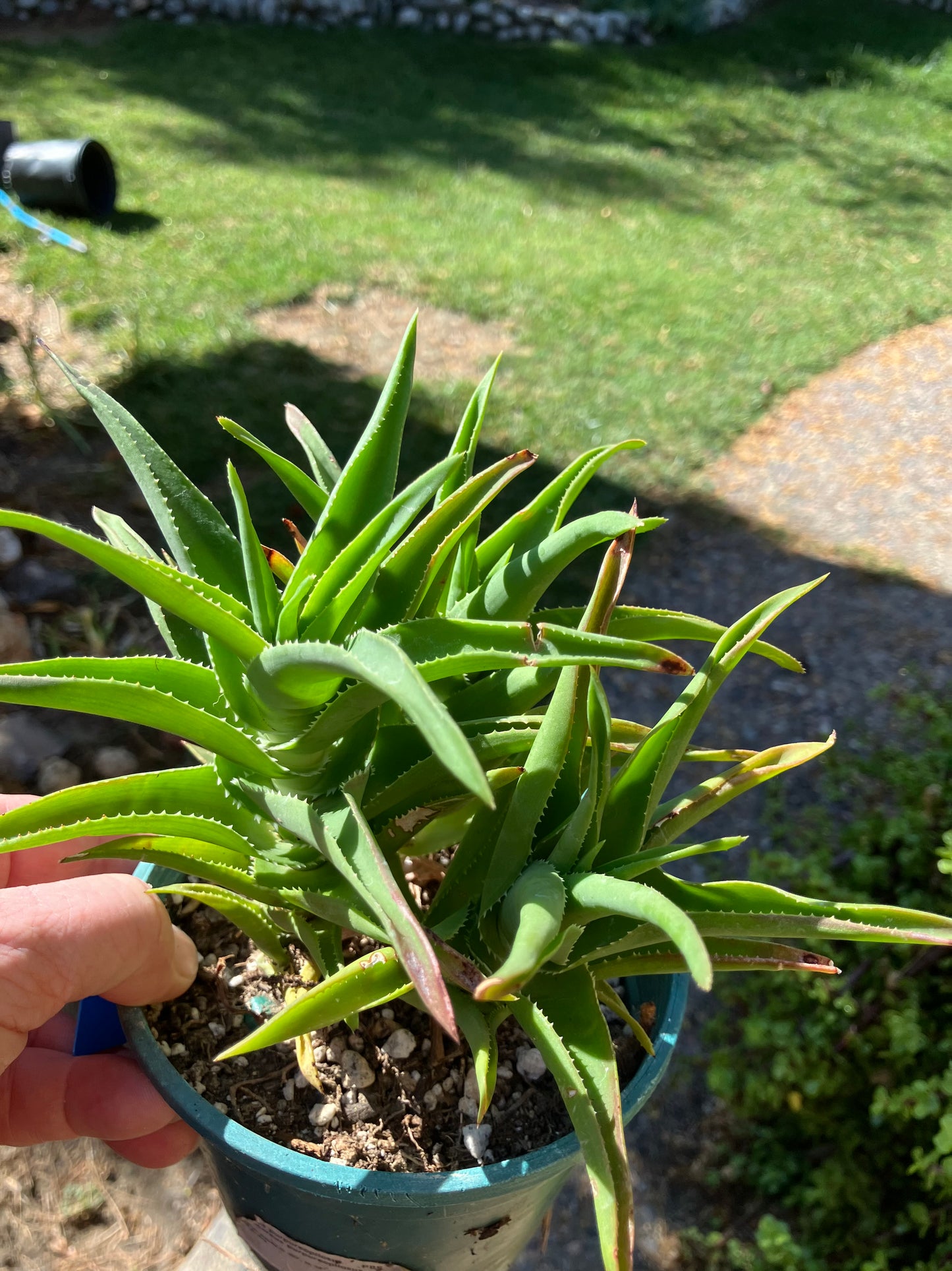 Aloe Ciliaris x Delaeti Hybrid Climbing Succulent 6”Tall 6"Wide #66B