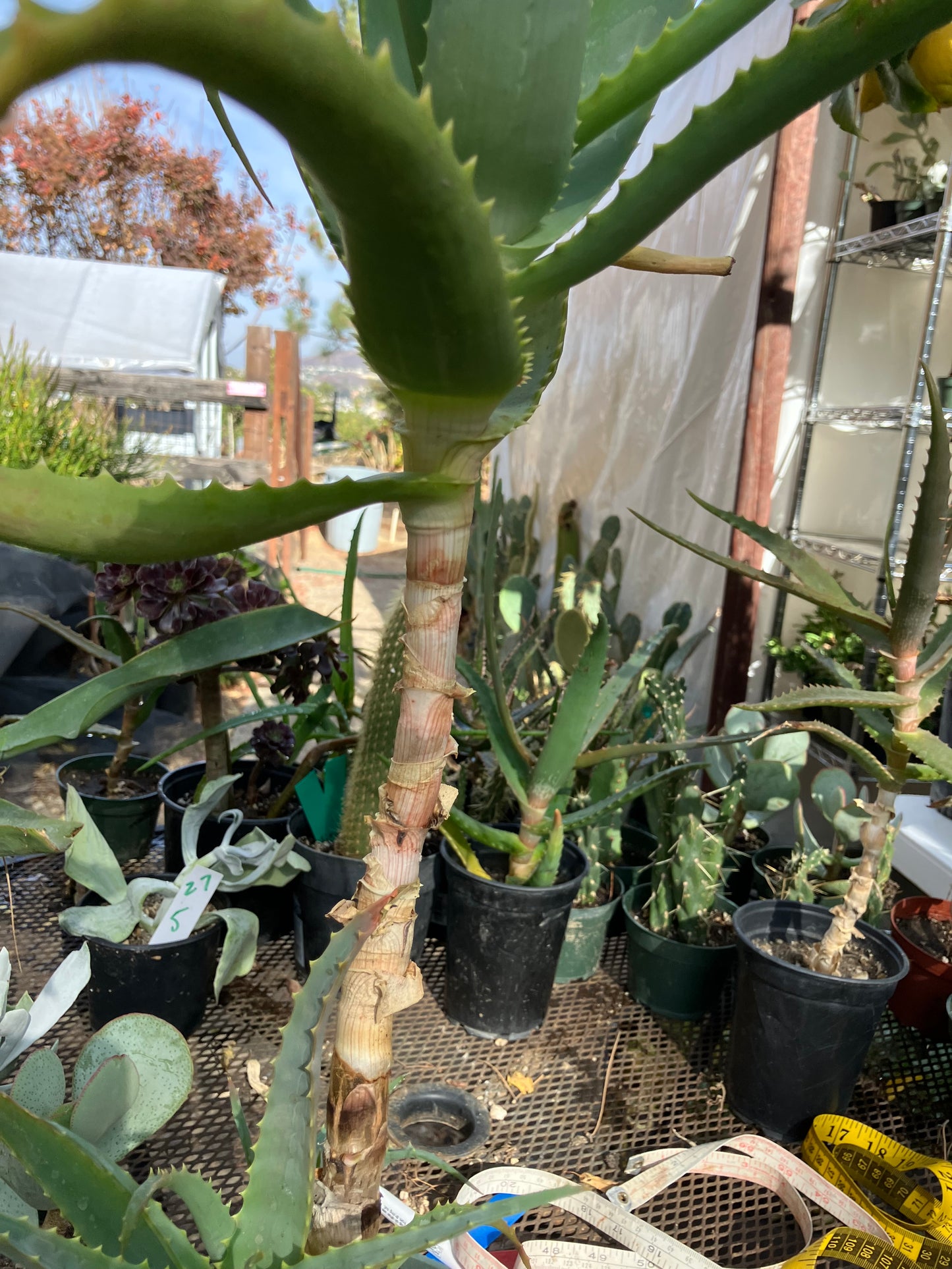 Aloe arborescens Torch Aloe 23"Tall 6Yr Old Succulent Plant #136R