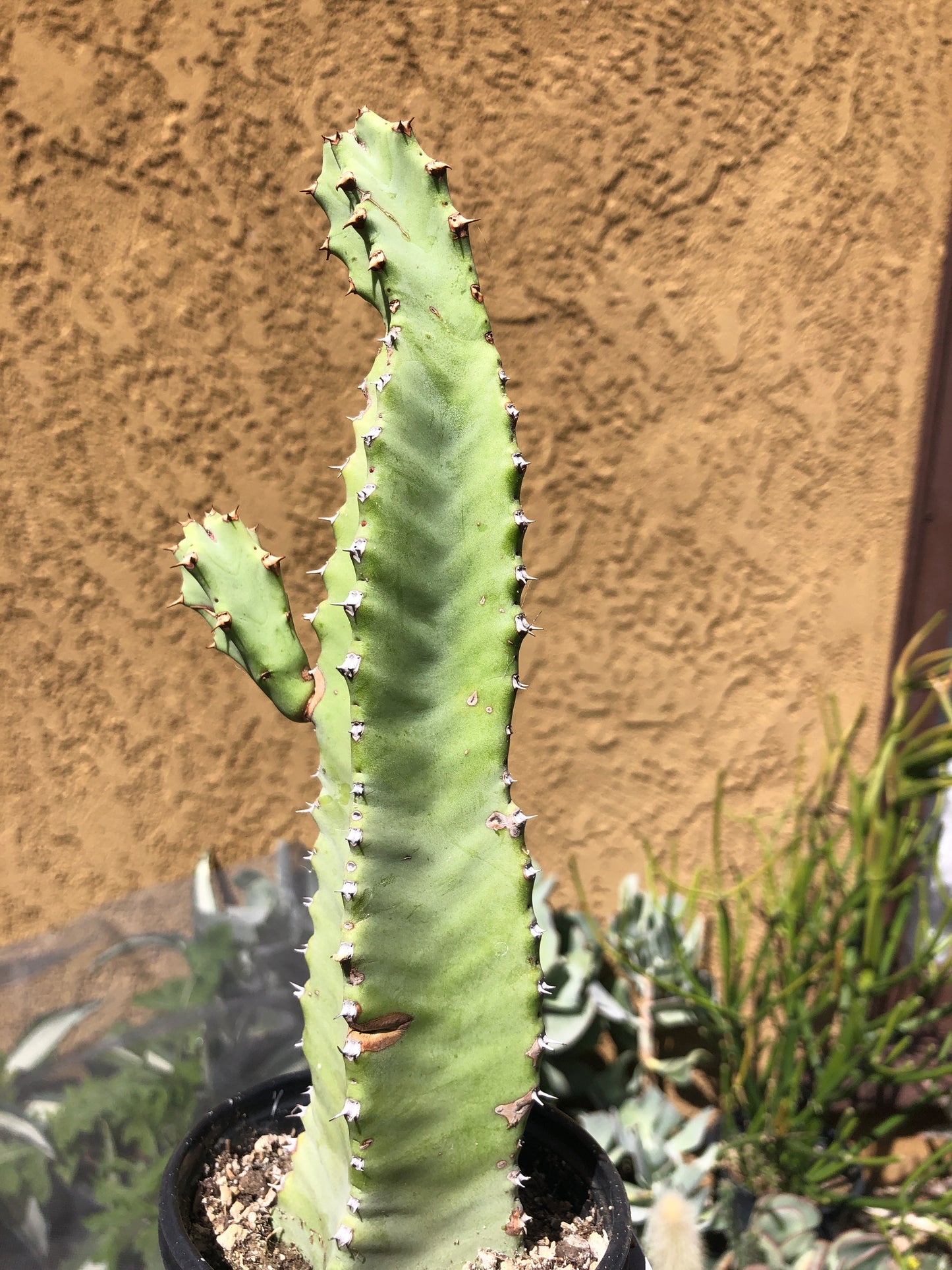 Euphorbia resinifera Moroccan Mound 9"Tall #901W