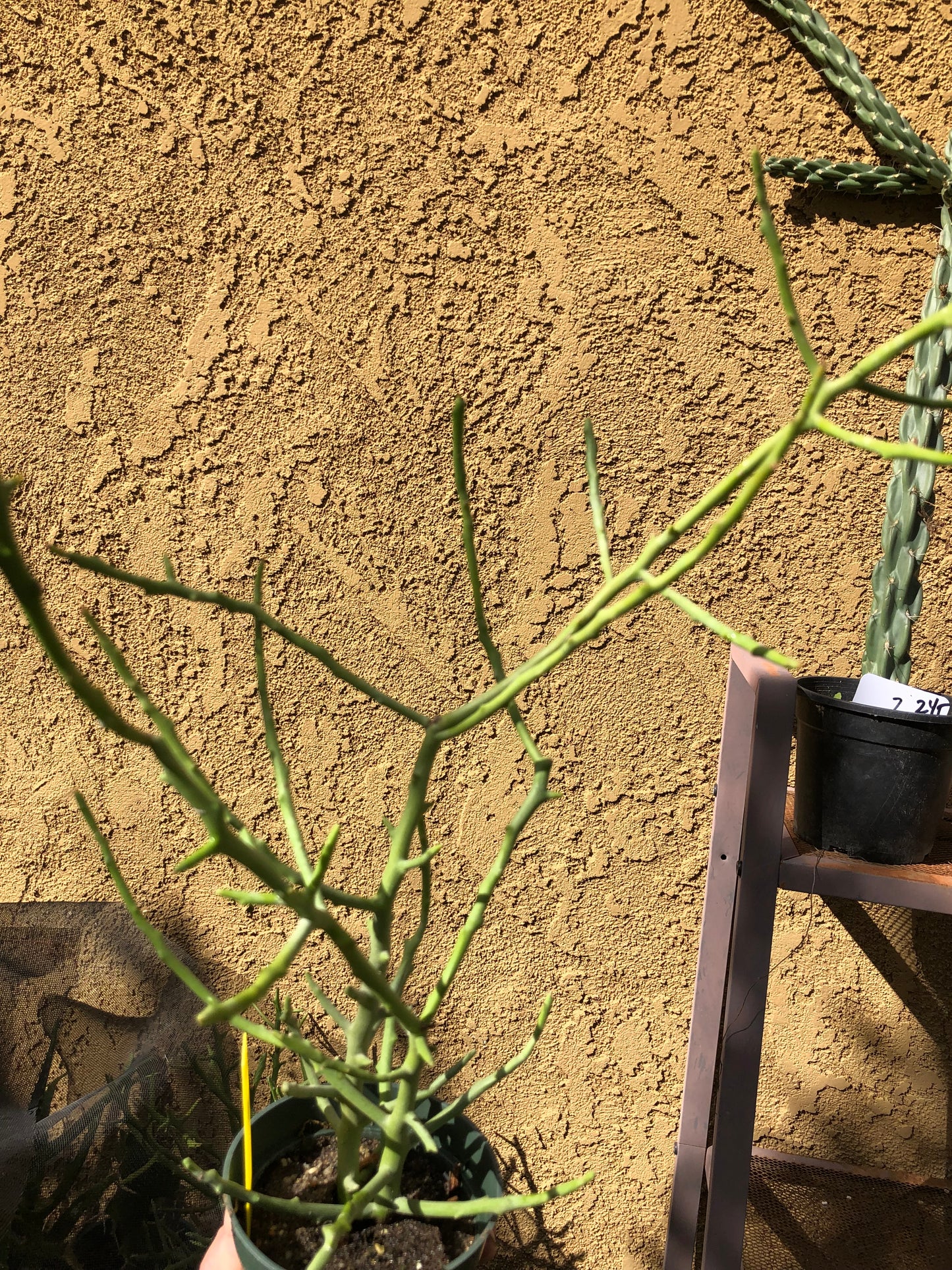 Euphorbia Tirucalli Briar Patch 19”Tall #90Y