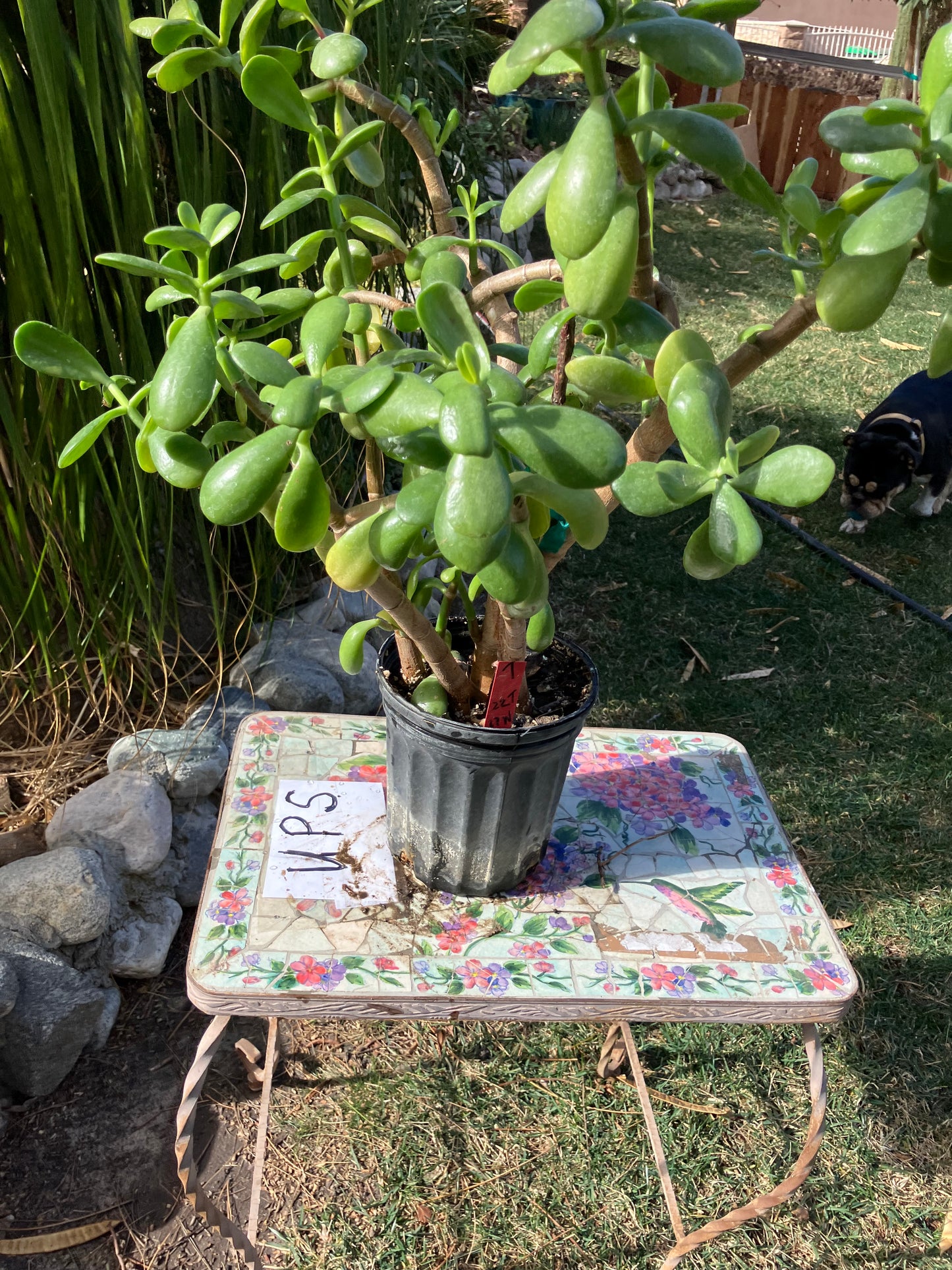 Crassula Ovata Money Jade 22”T 17"W #7R