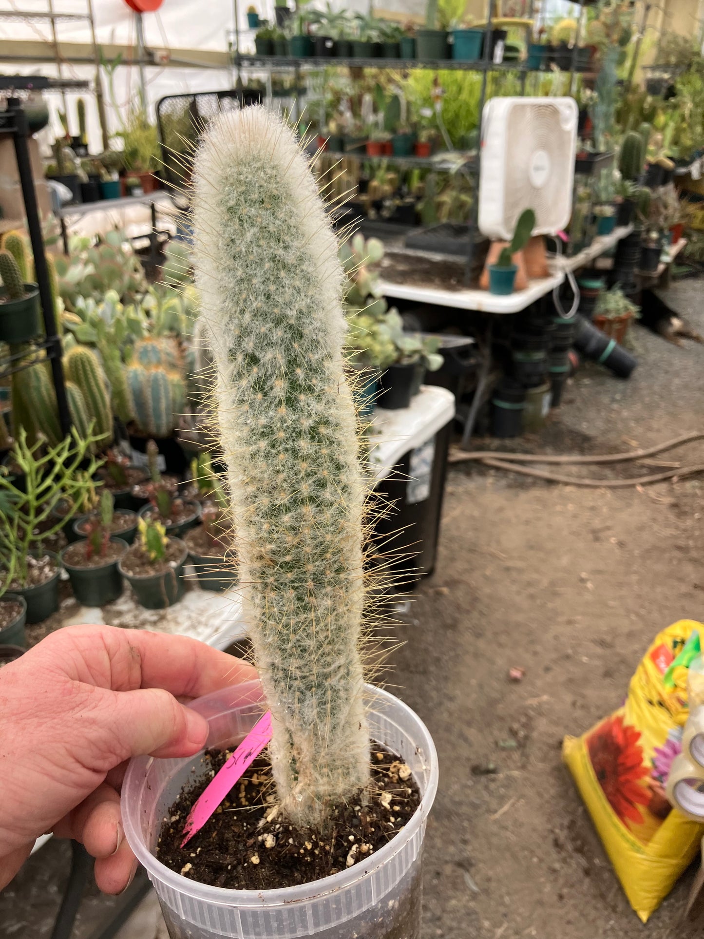 Cleistocactus Strausii Silver Torch Cactus 10”Tall #180P