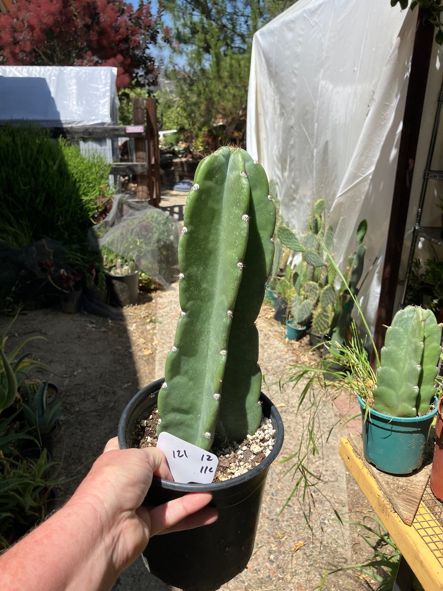 Cereus Peruvianus Night Blooming 12Tall  #121W
