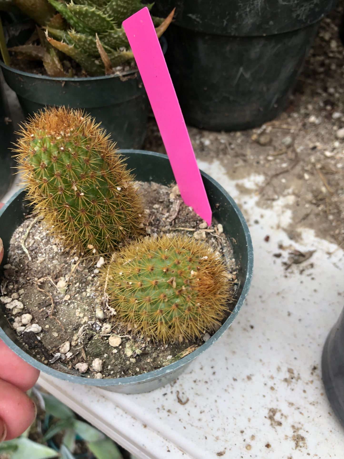 Cleistocactus winteri Golden Rat Tail Cactus 2.5”Tall #26P