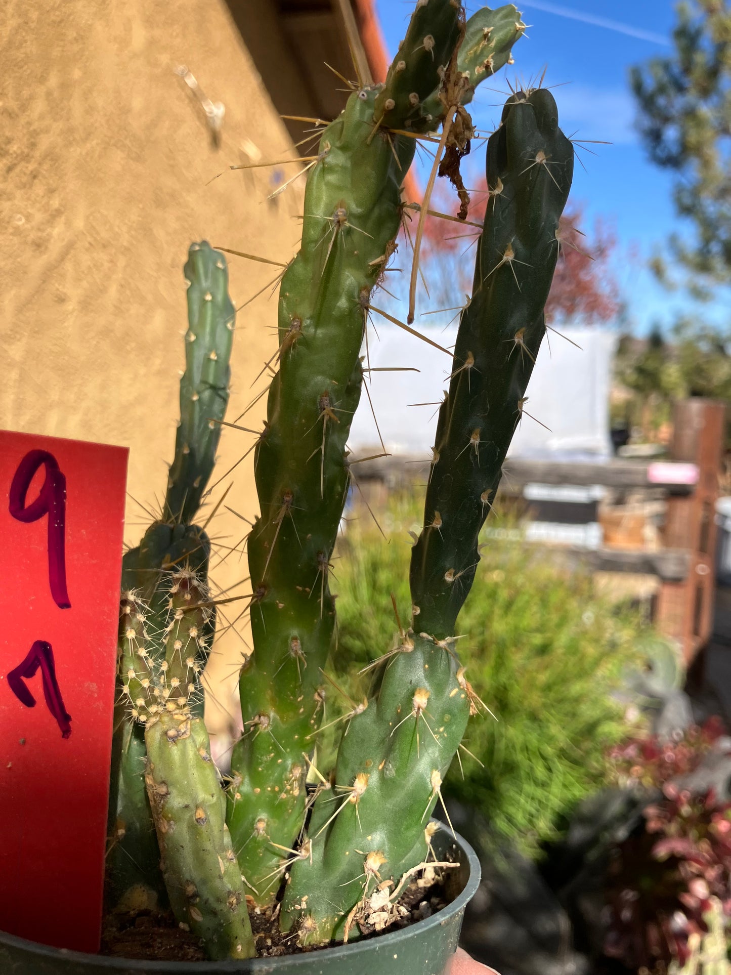 Cholla Cylindropuntia Imbricata  Buckhorn 7”Tall #9R*