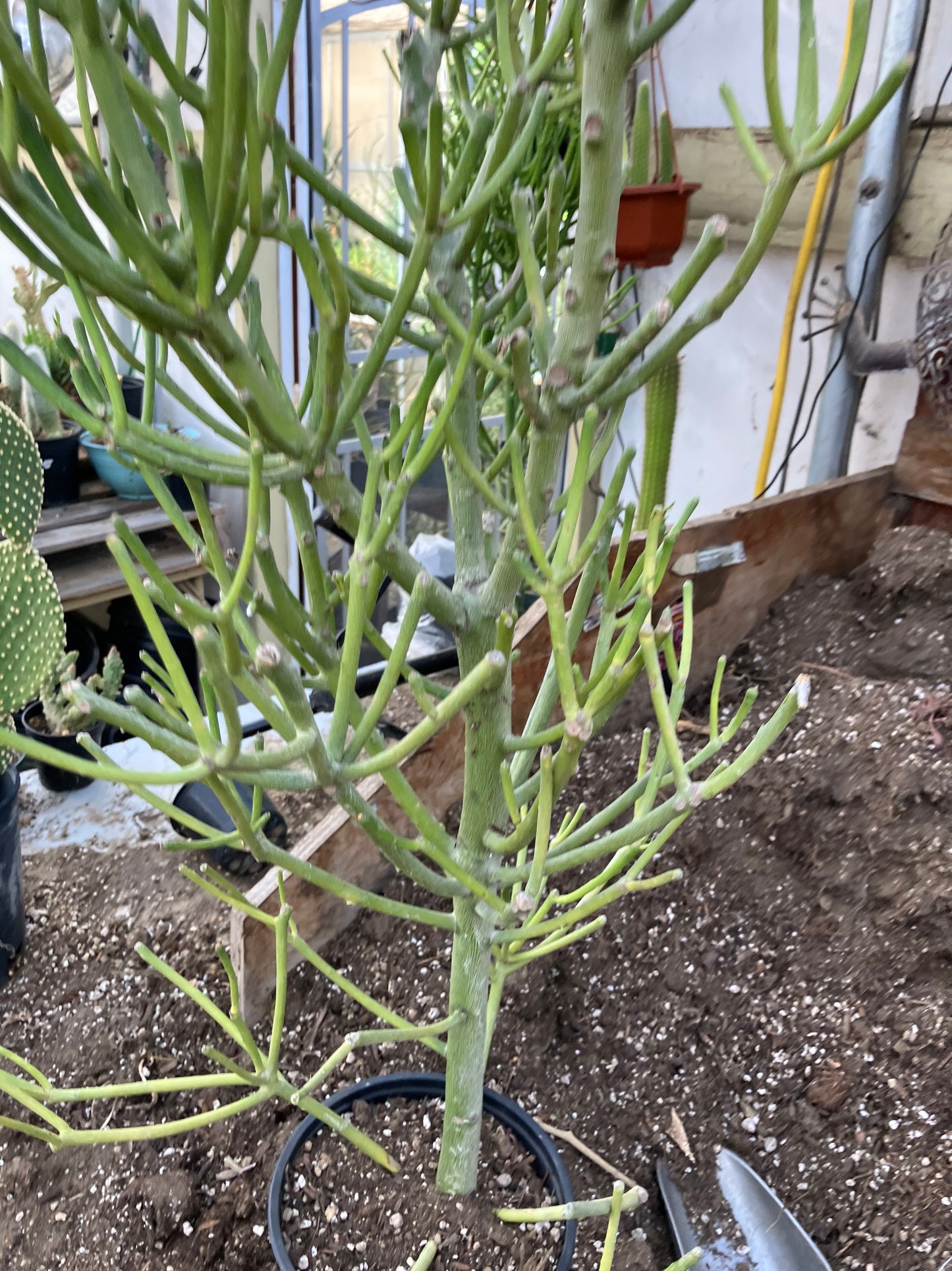 Euphorbia tirucalli Fire Stick 37"Tall 12"Wide #32G