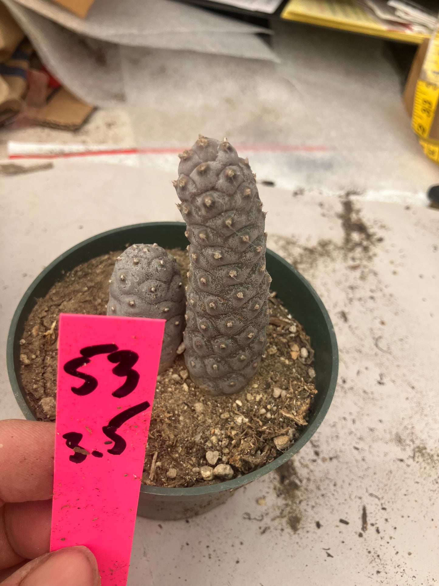 Pine Cone Cactus  Tephrocactus~ articulatus   var. diadematus Pinecone Cactus 2.5"Tall