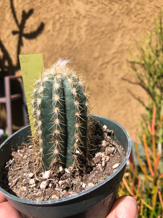Pilosocereus  Pachycladus Cactus 3"Tall #34Y