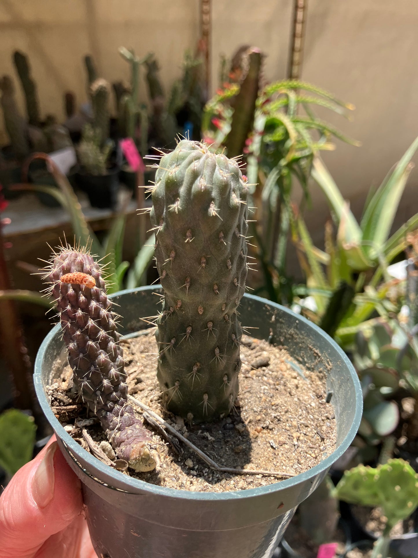 Cylindropuntia fulgida Cholla Boxing Glove Cactus Crest 3.5"Tall #355B