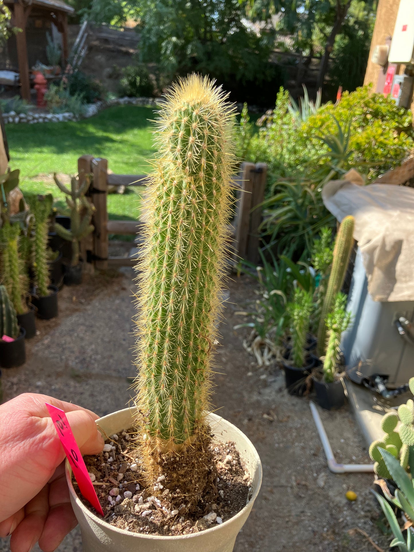 Cleistocactus hyalacanthus Cactus Columnar 10”Tall #101R