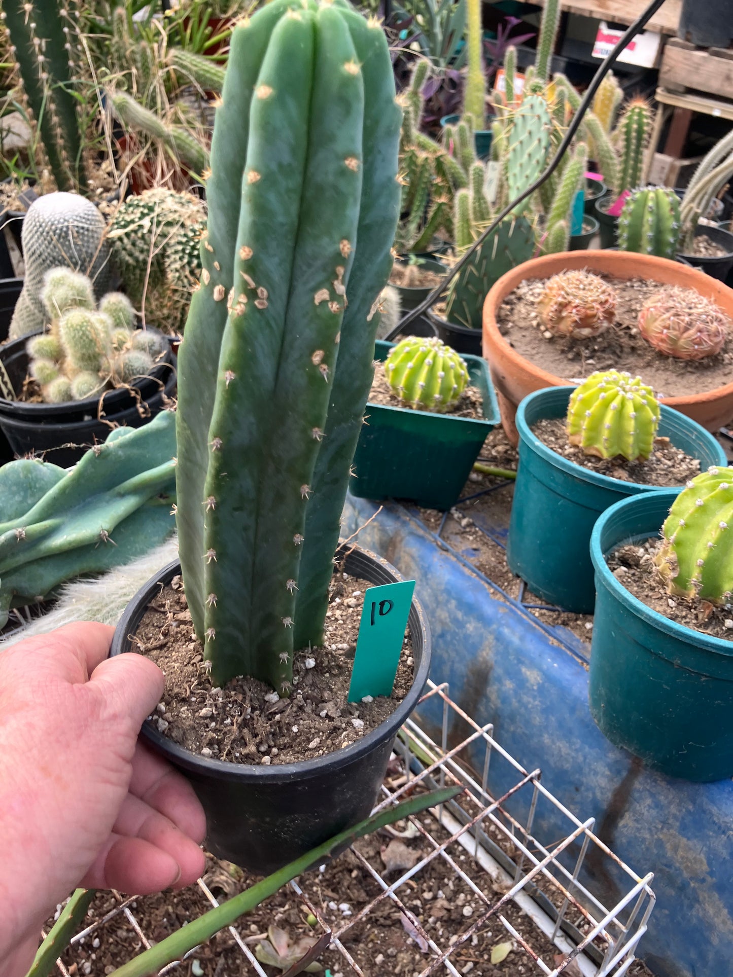 San Pedro Cactus - Trichocereus pachanoi 10" Tall #10G