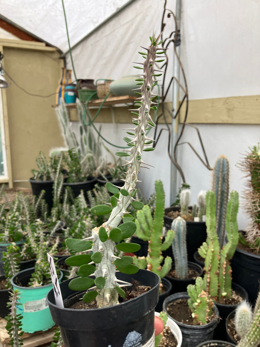 False Ocotillo Alluaudia Procera 9.5”Tall #95W