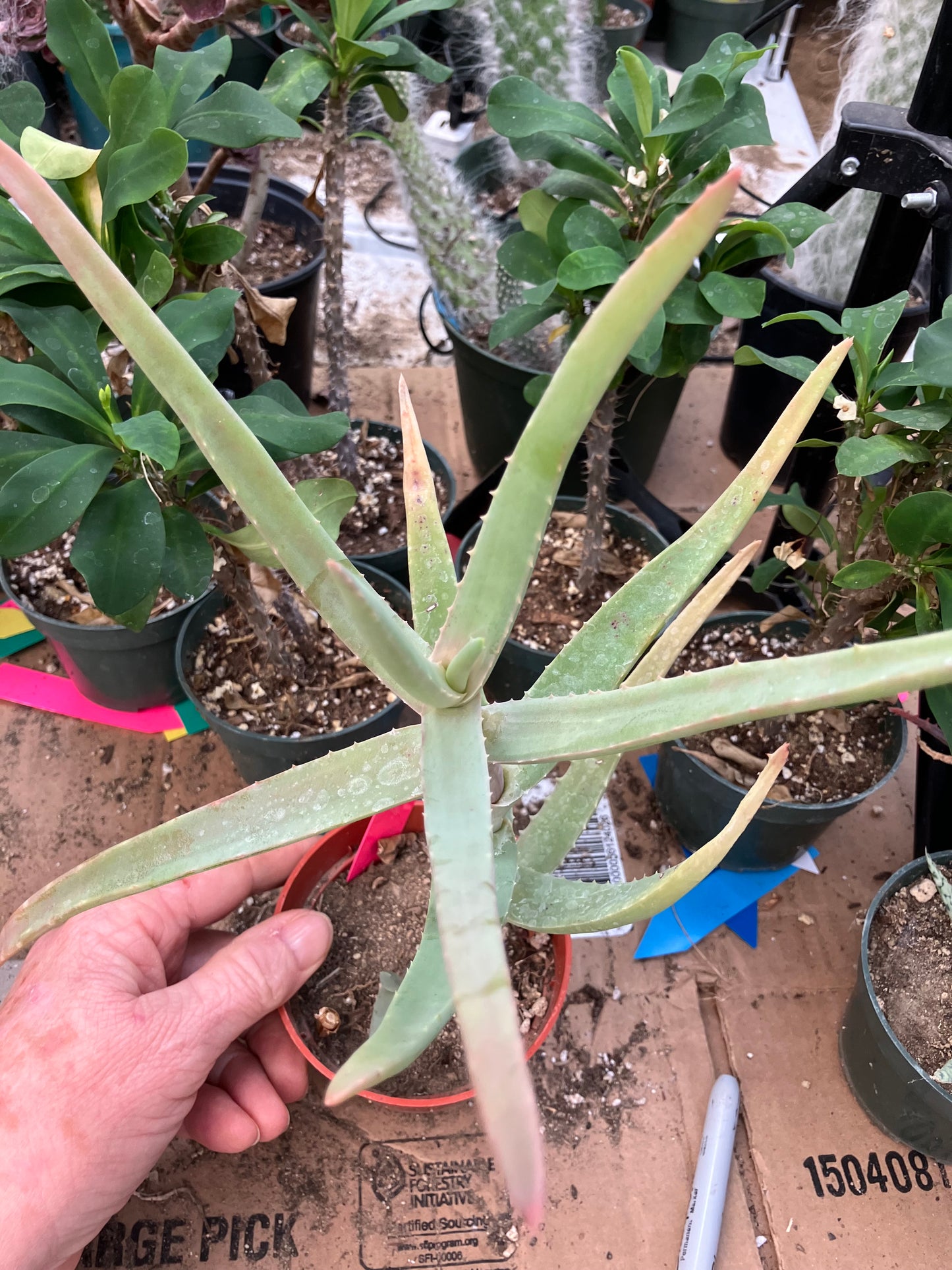 Aloe Hybrid 11"Tall 8" Wide #118P