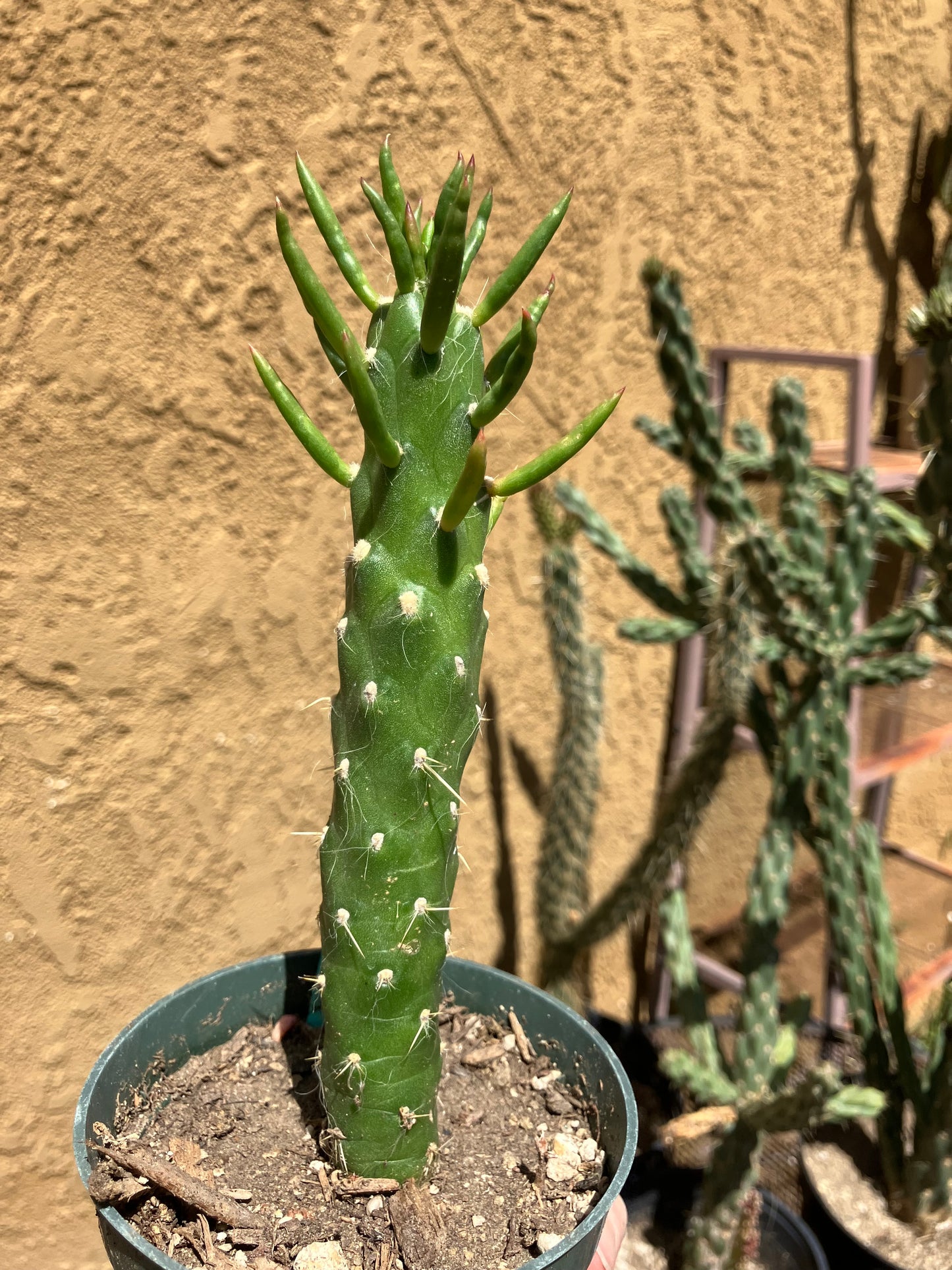 Austrocylindropuntia Full Size Eve's Needle 6"Tall #2G