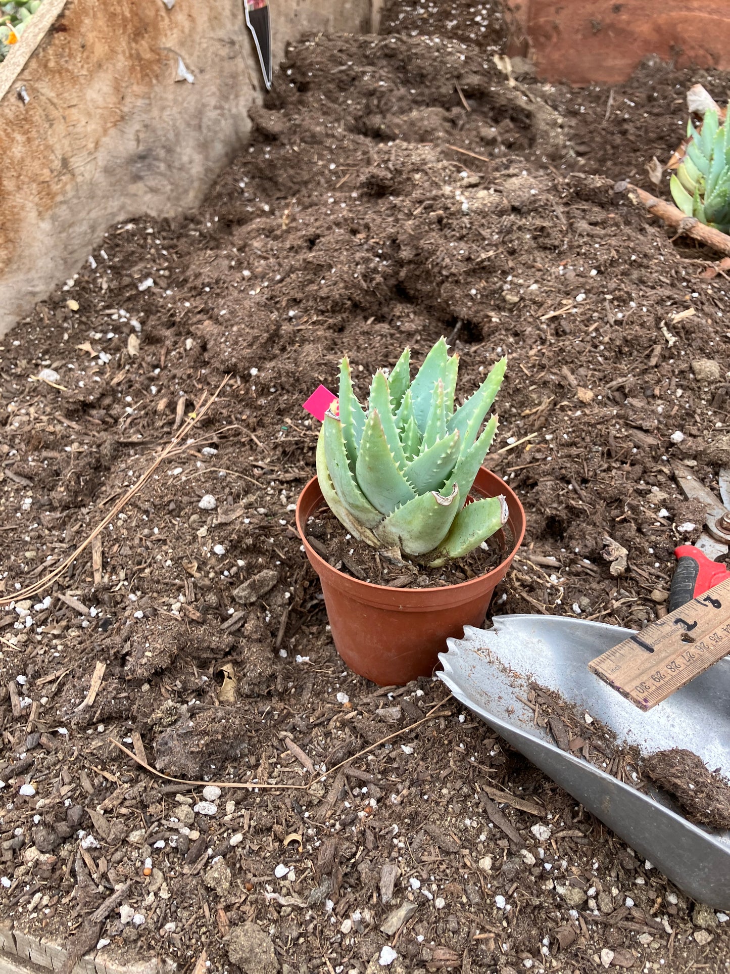 Aloe Brevifolia Short Leaf Aloe  Succulent 3" Wide #21P