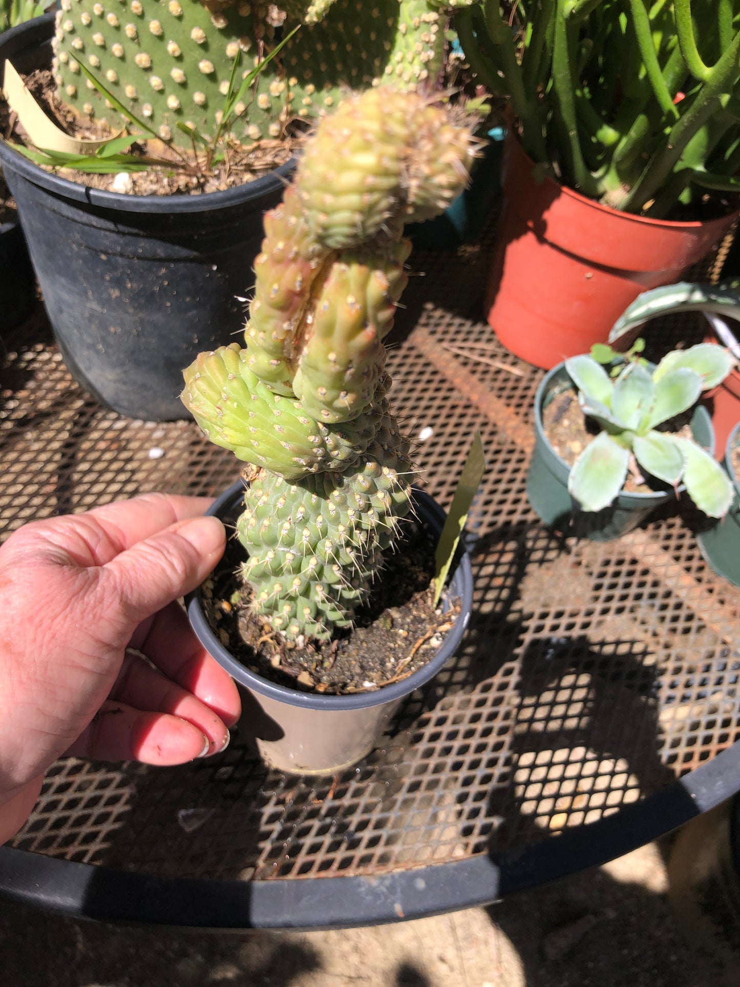 Cylindropuntia fulgida Cholla Boxing Glove Cactus Crest 9"Tall #99Y