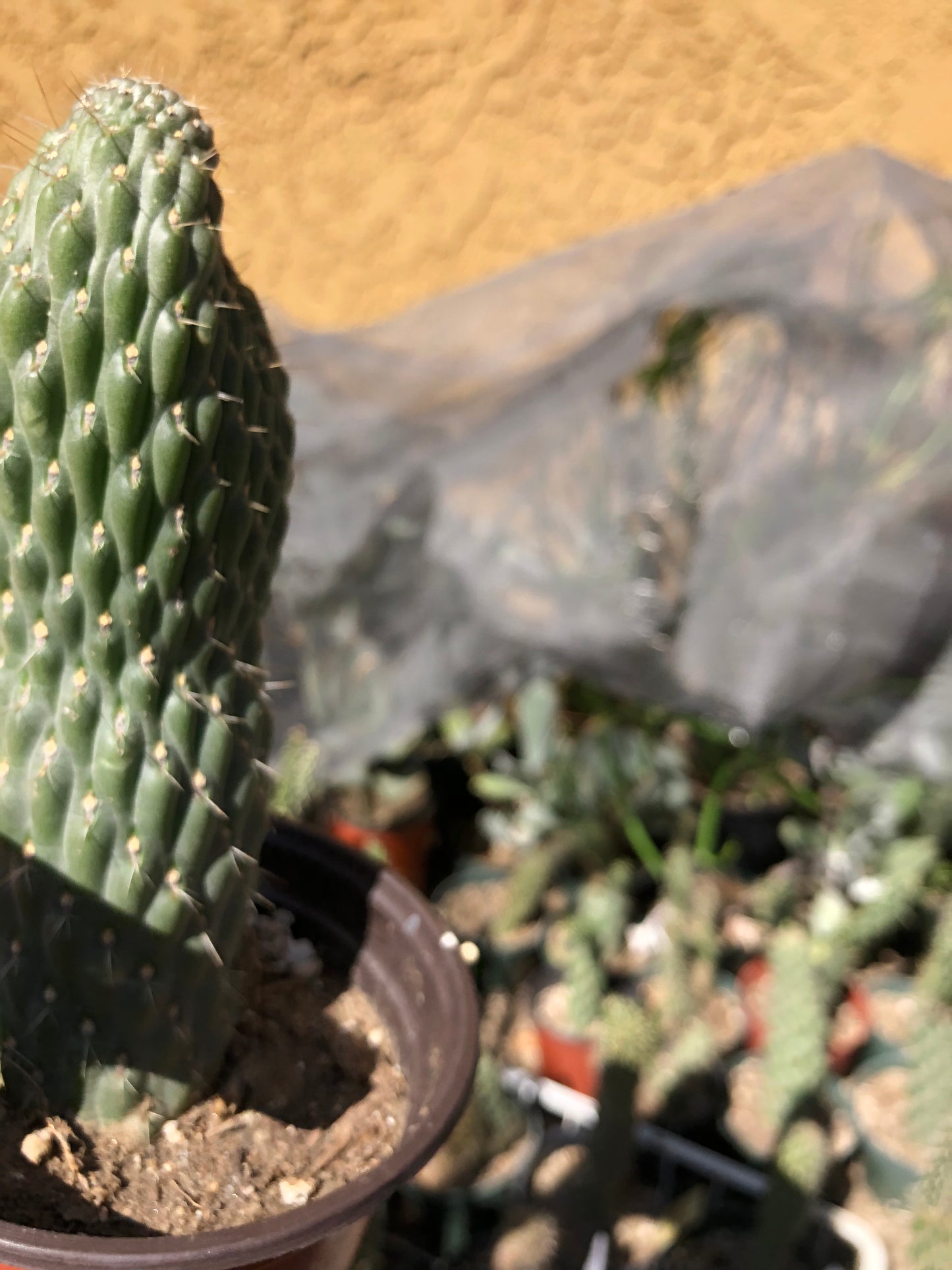 Cylindropuntia fulgida Cholla Boxing Glove Cactus Crest 3"Tall #W