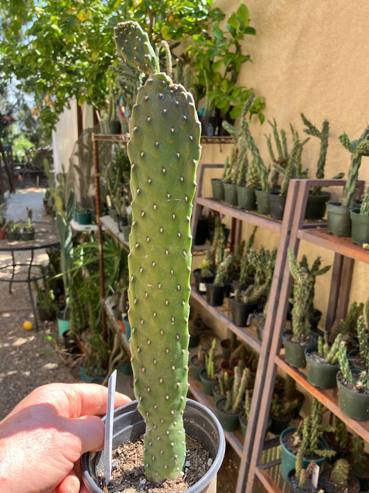 Opuntia Consolea rubescens Road Kill Cactus 13"Tall #130W